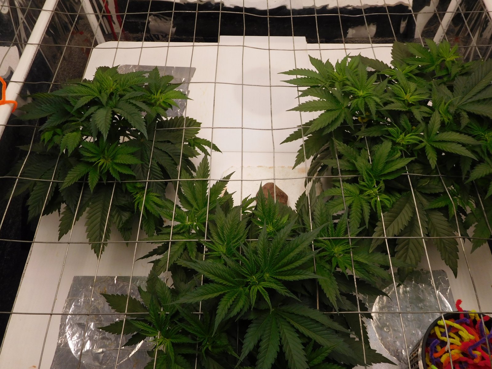 AG Day 33 veg (3).JPG