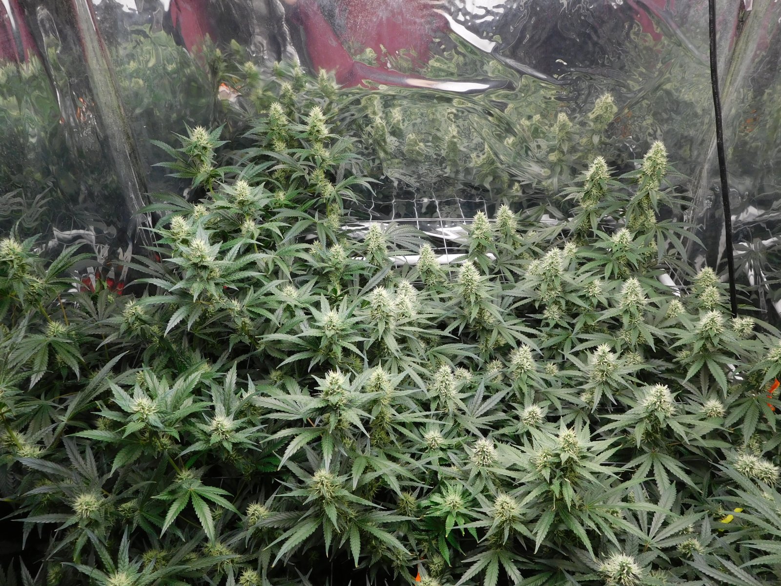 AG Day 34 Flower (3).JPG