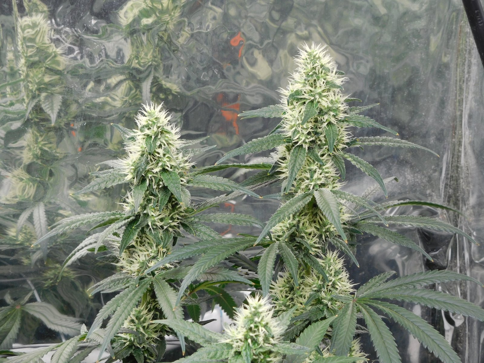 AG Day 34 Flower (4).JPG