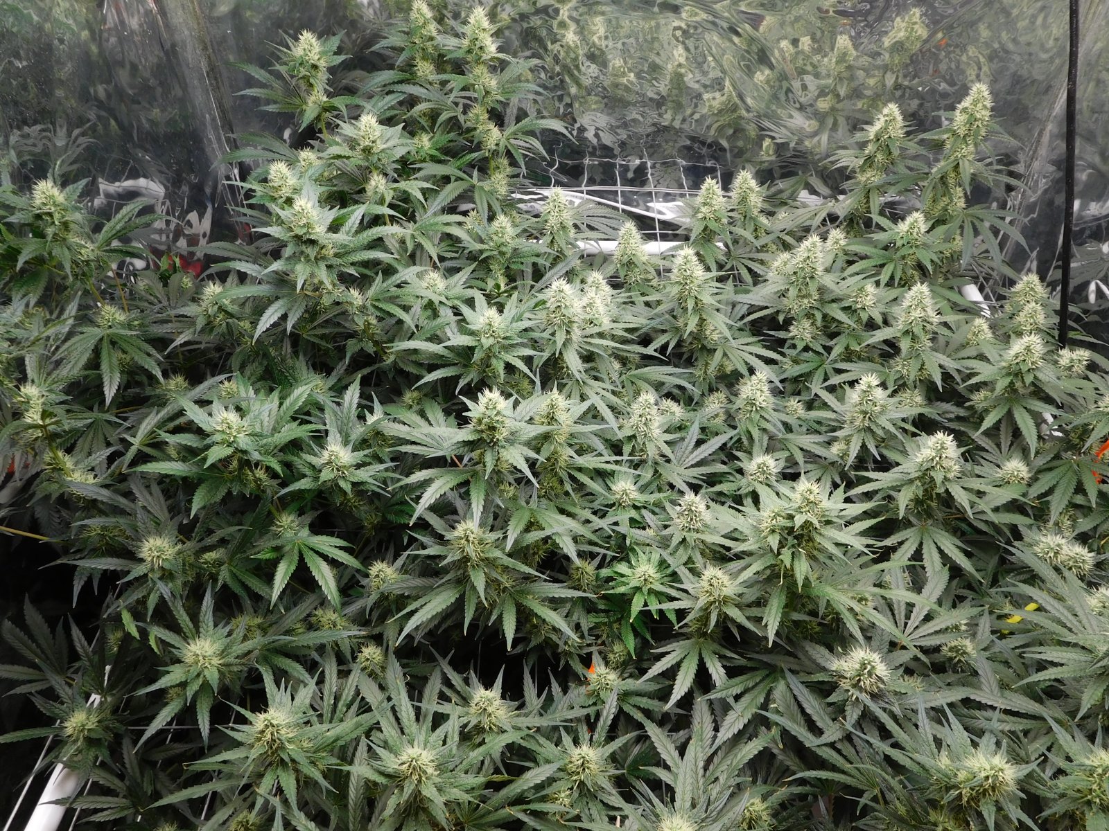 AG Day 35 Flower (3).JPG