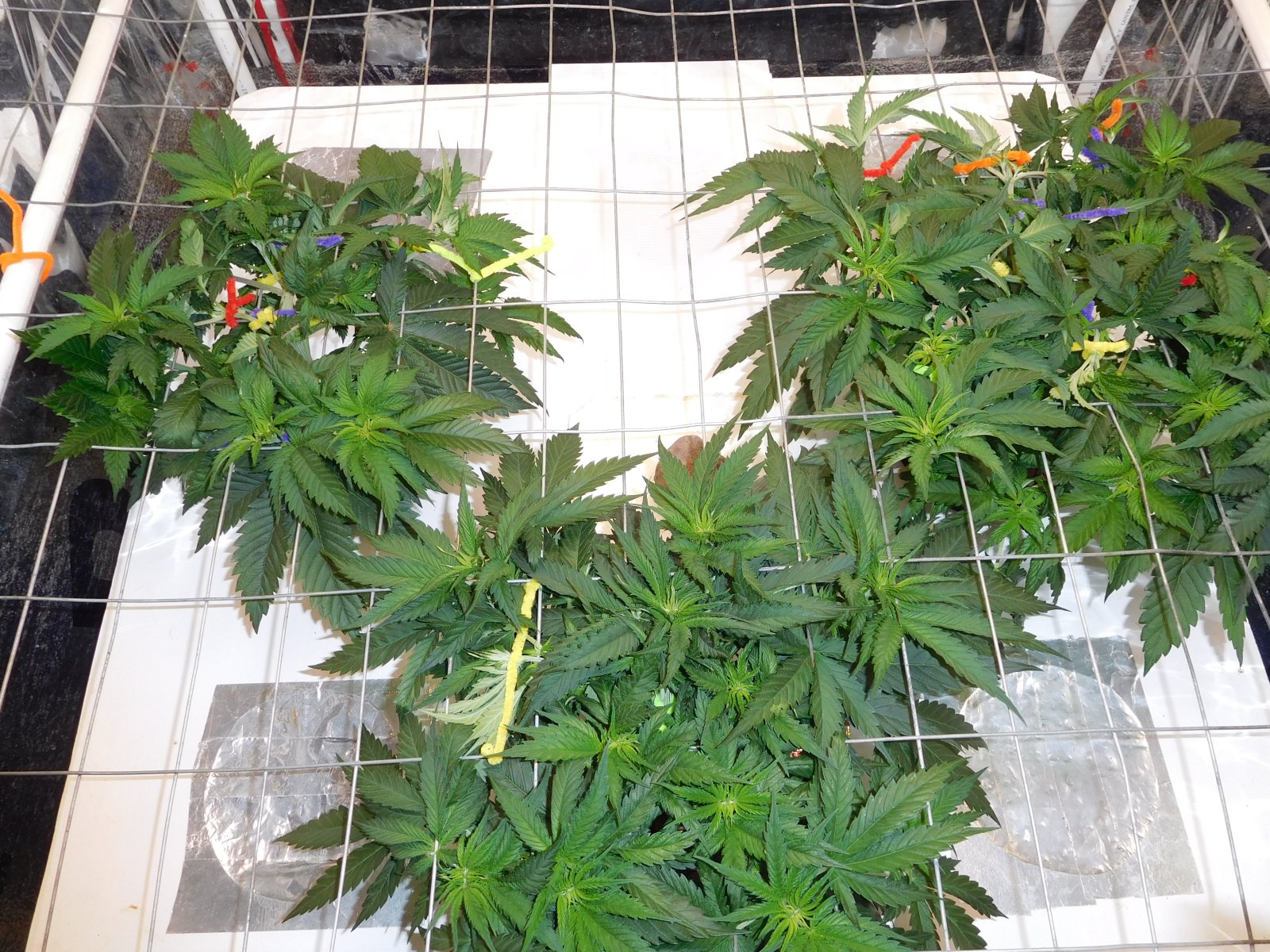 AG Day 35 veg (3).JPG