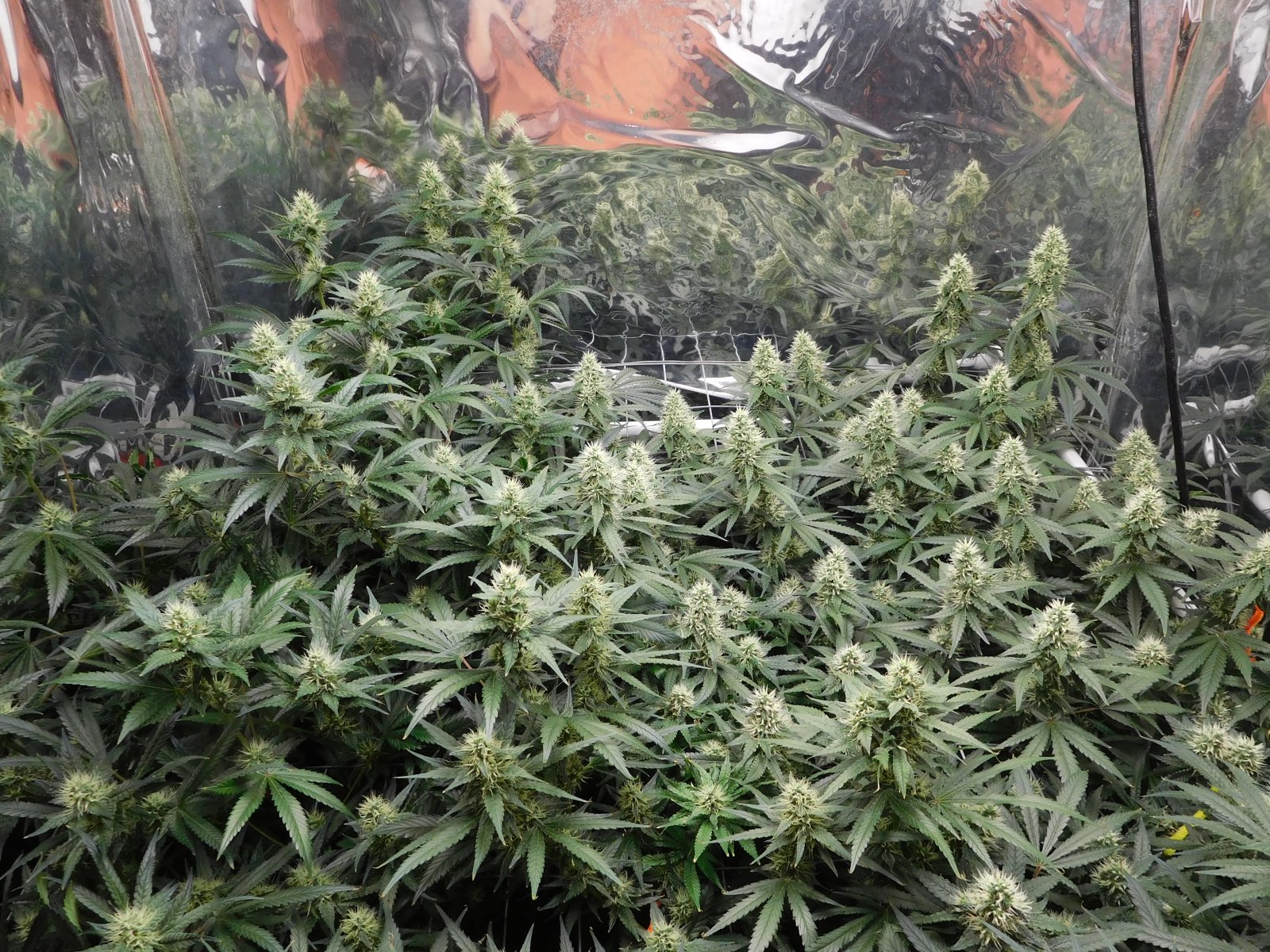 AG Day 36 Flower (3).JPG