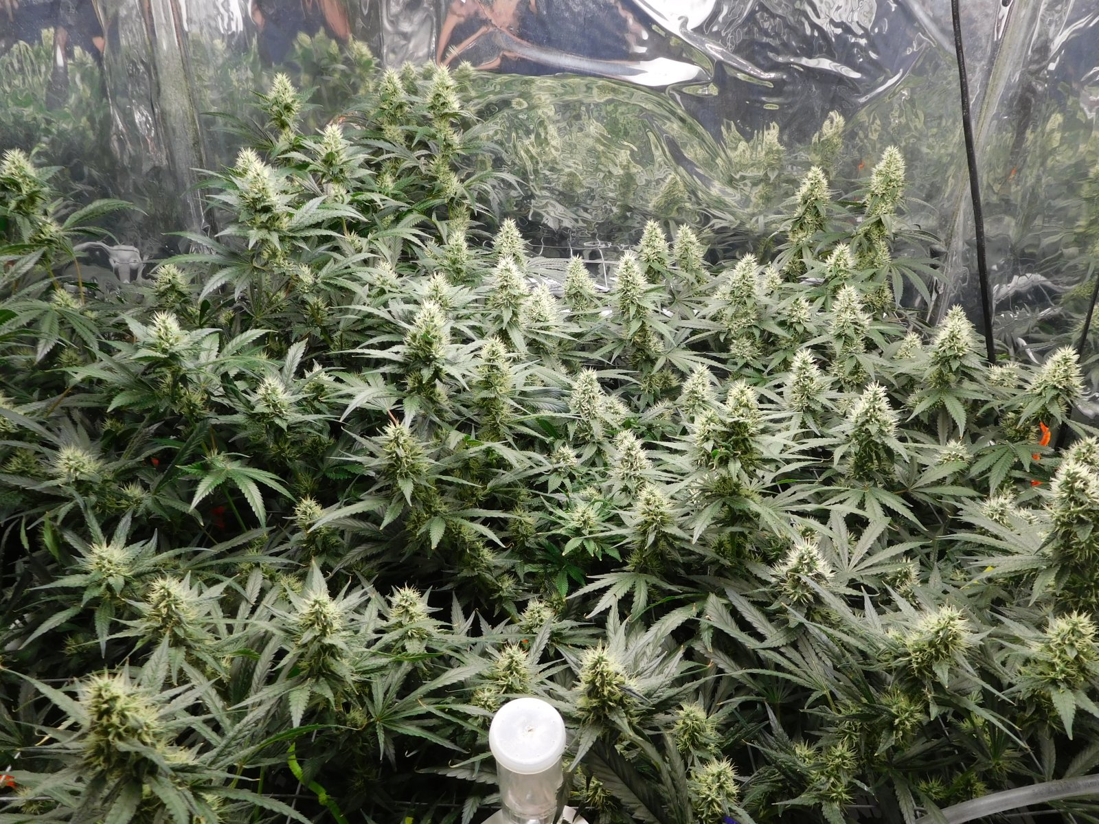 AG Day 37 Flower (4).JPG