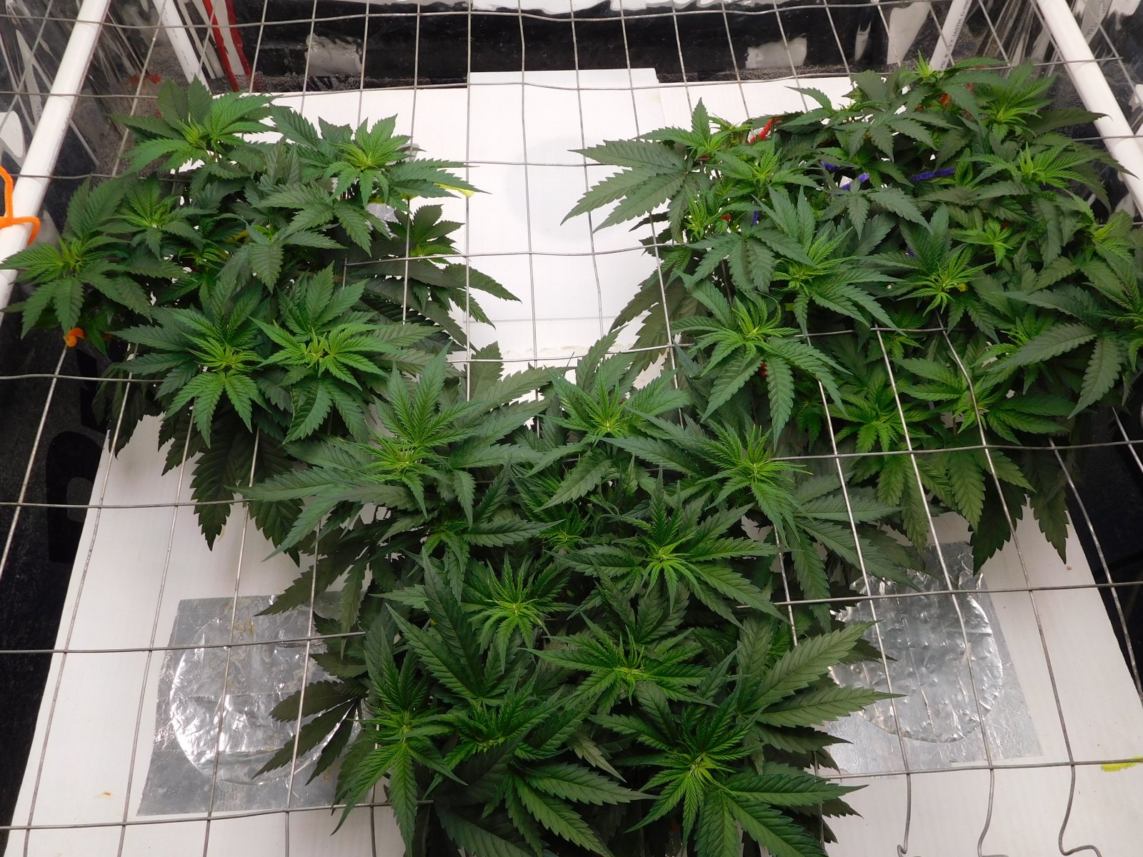 AG Day 37 veg (3).JPG