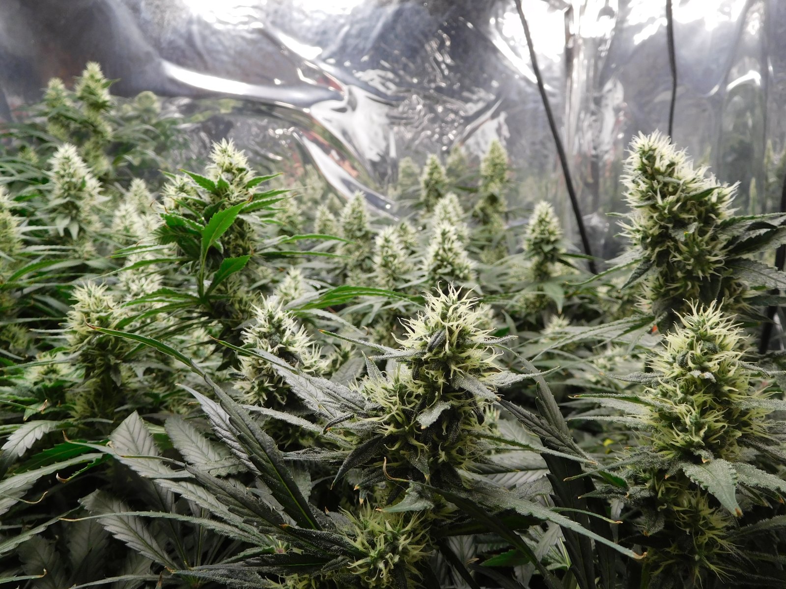 AG Day 38 Flower (3).JPG