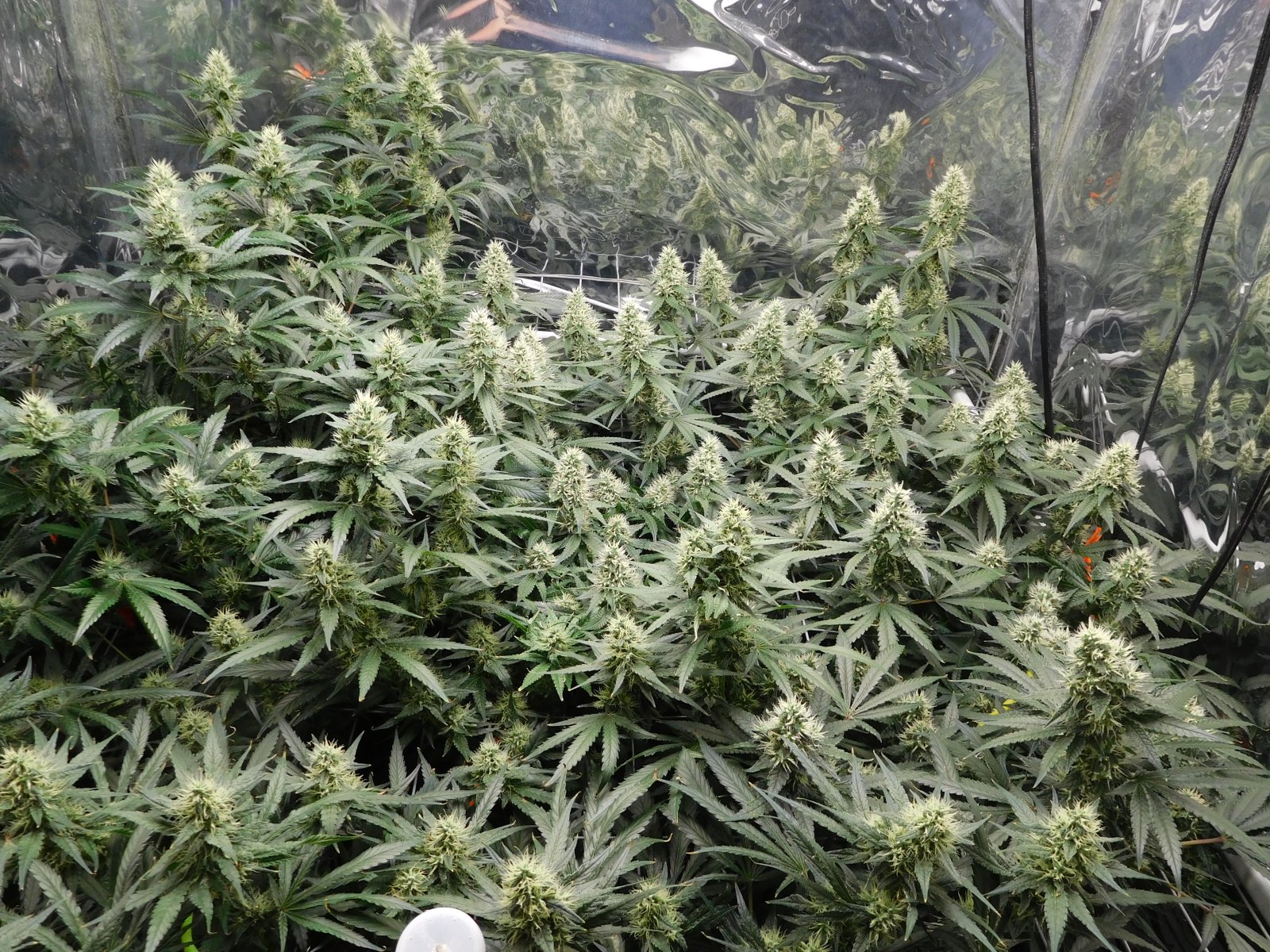 AG Day 38 Flower (4).JPG