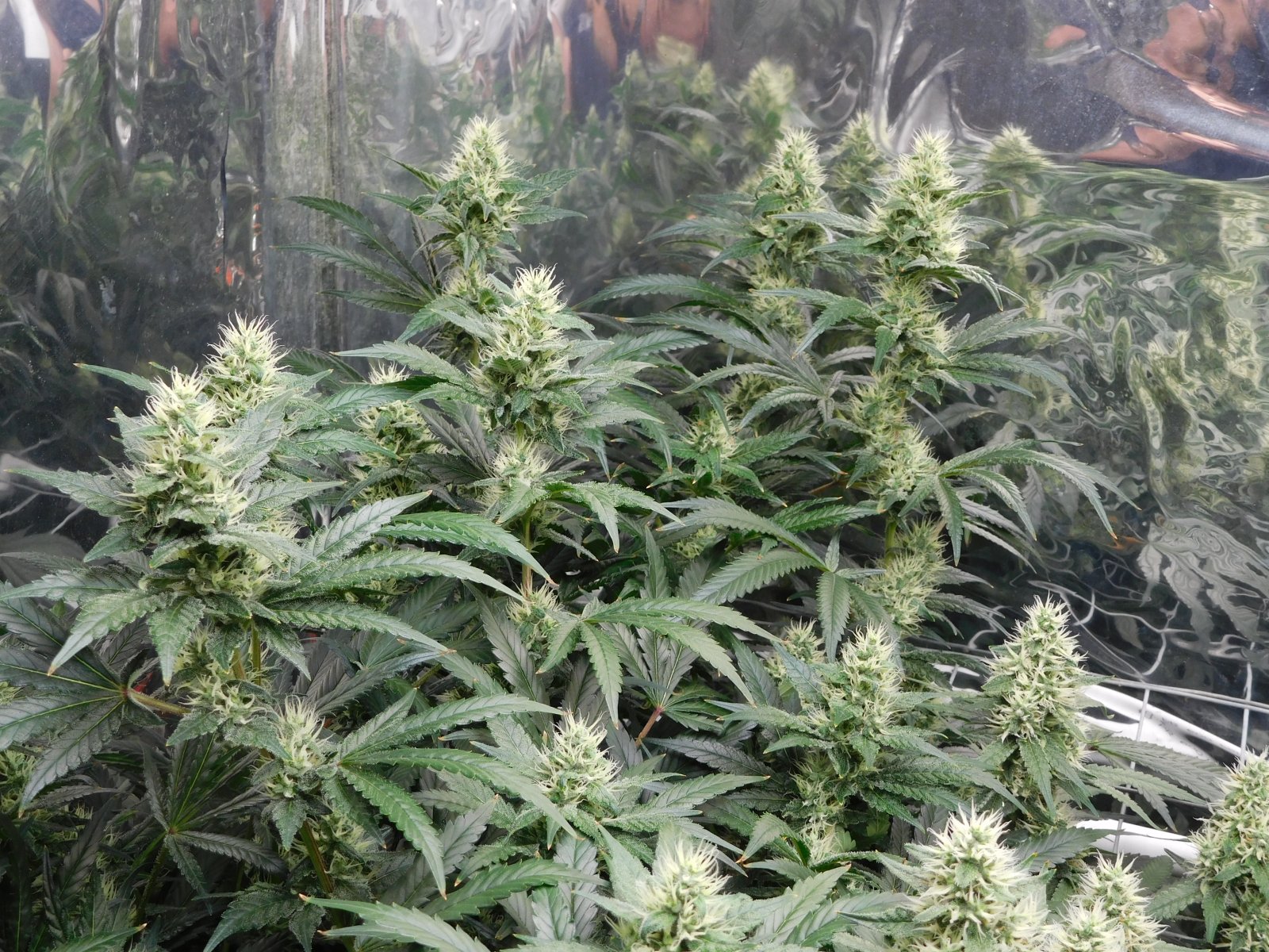 AG Day 38 Flower.JPG