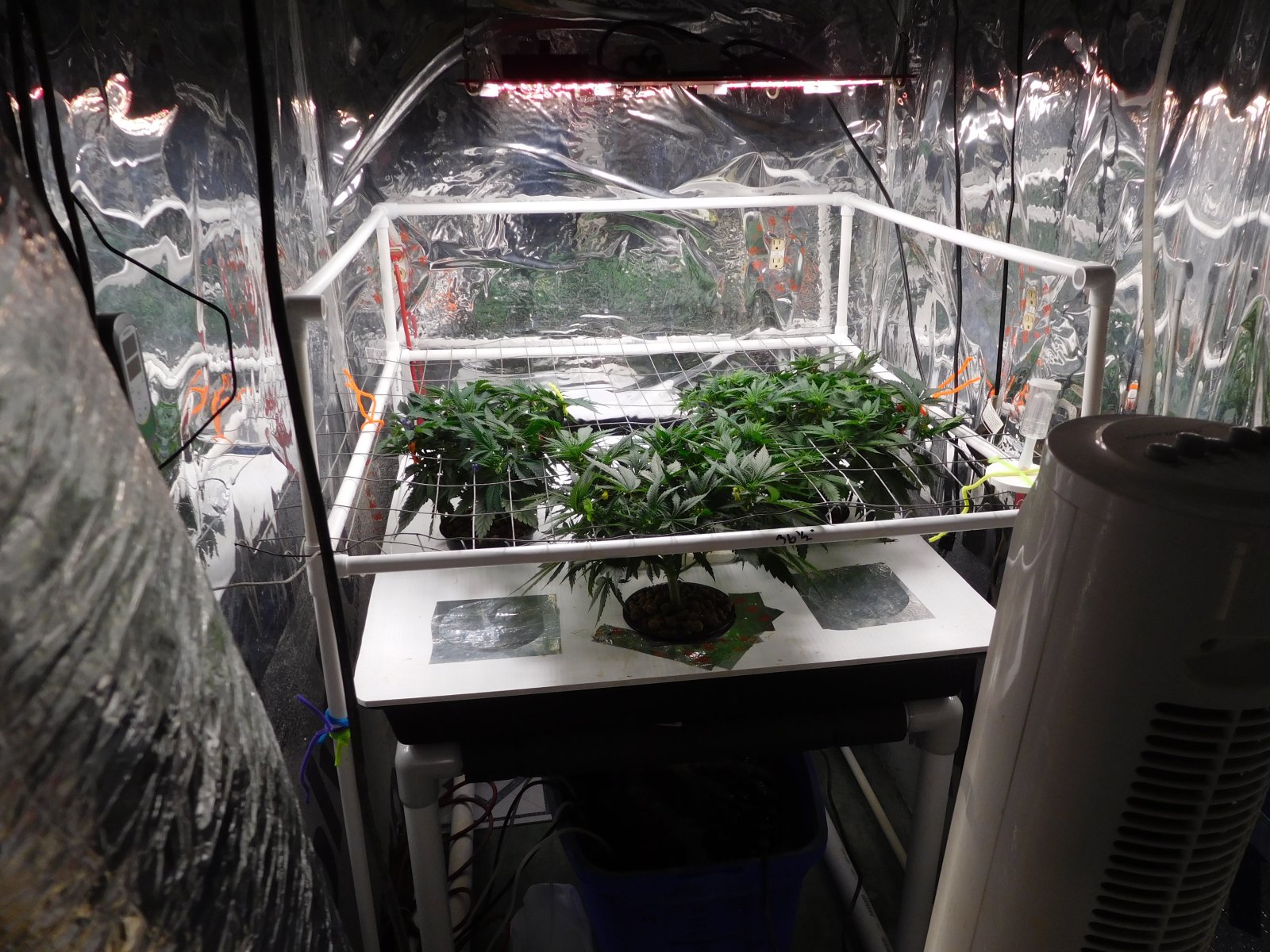 AG Day 38 veg (2).JPG