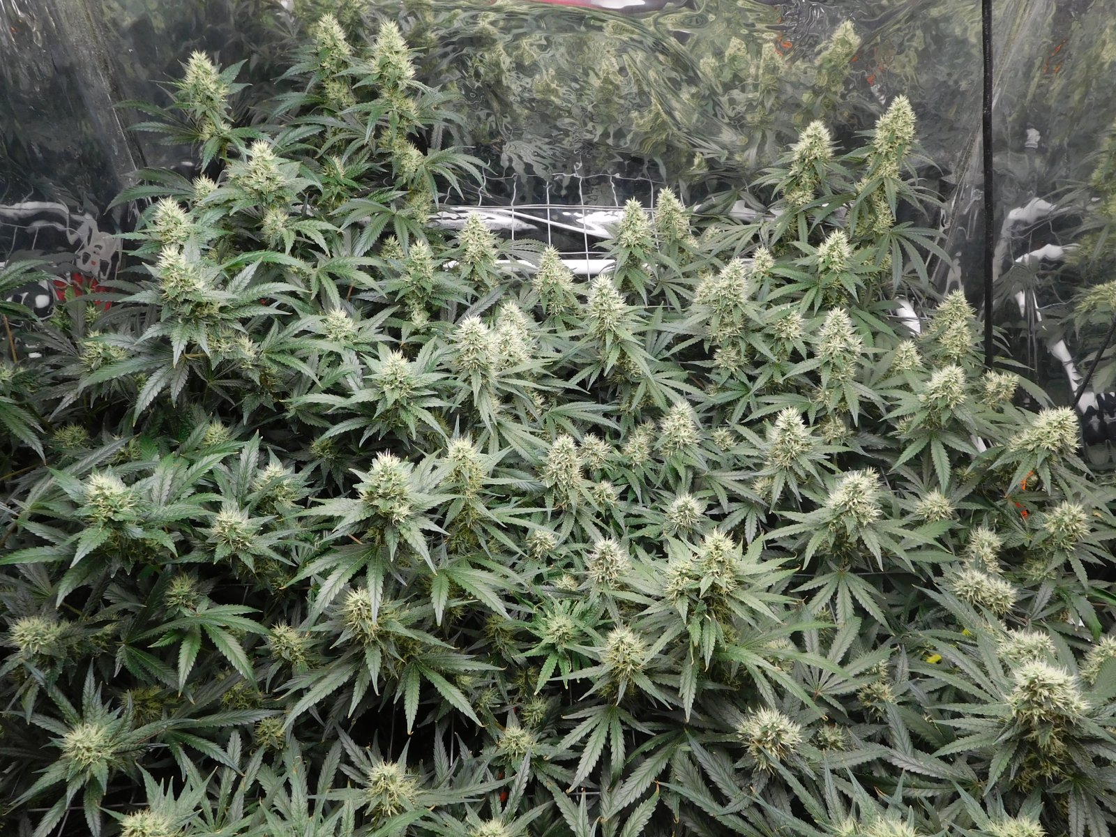 AG Day 40 Flower (3).JPG