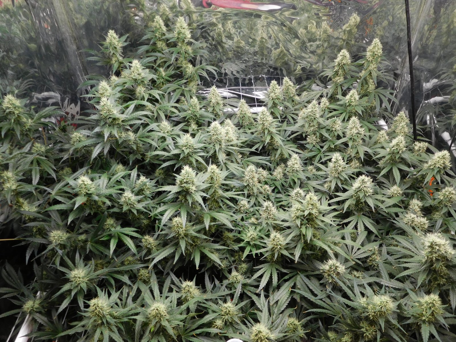 AG Day 41 Flower (3).JPG