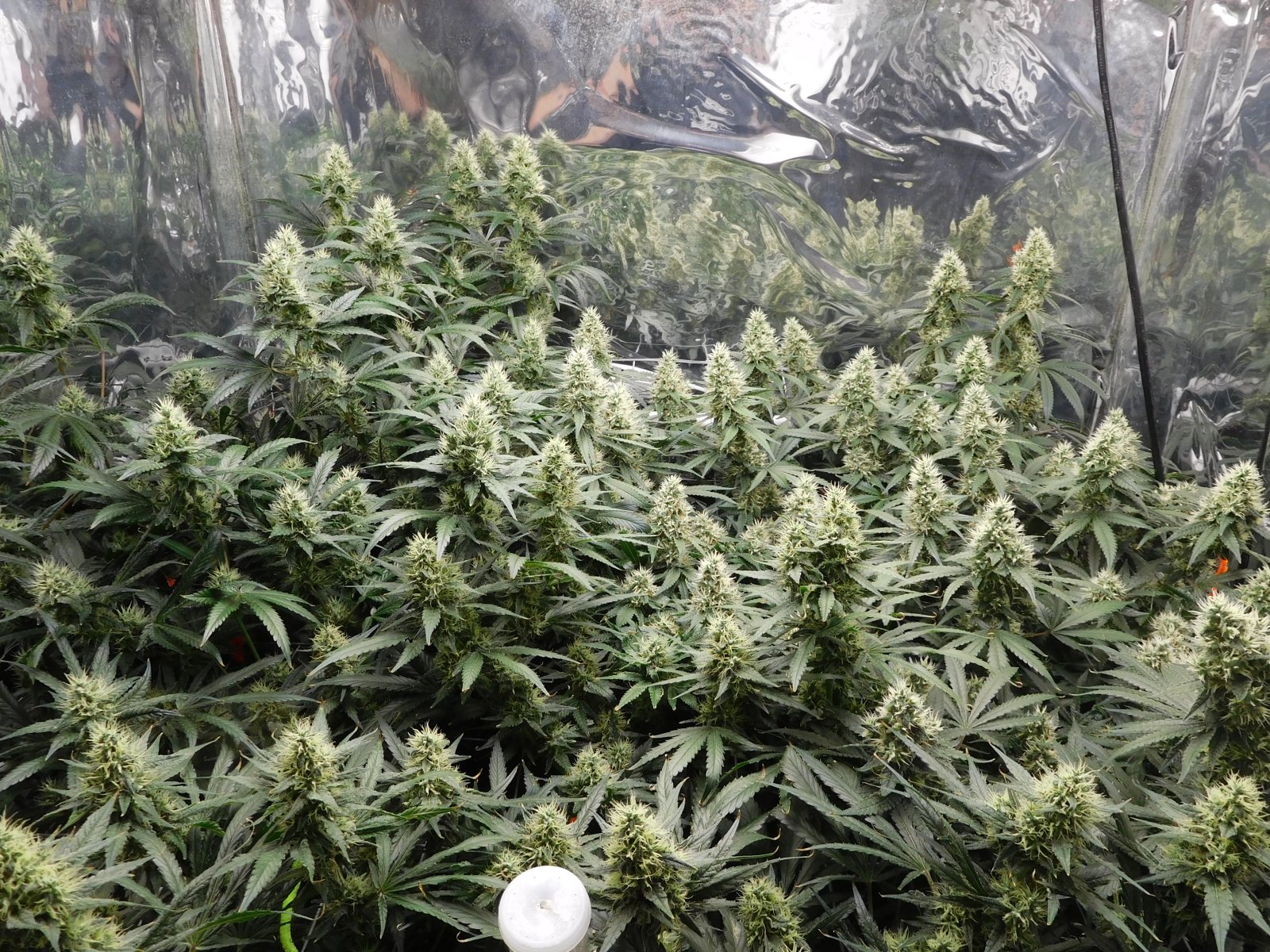 AG Day 42 Flower (2).JPG