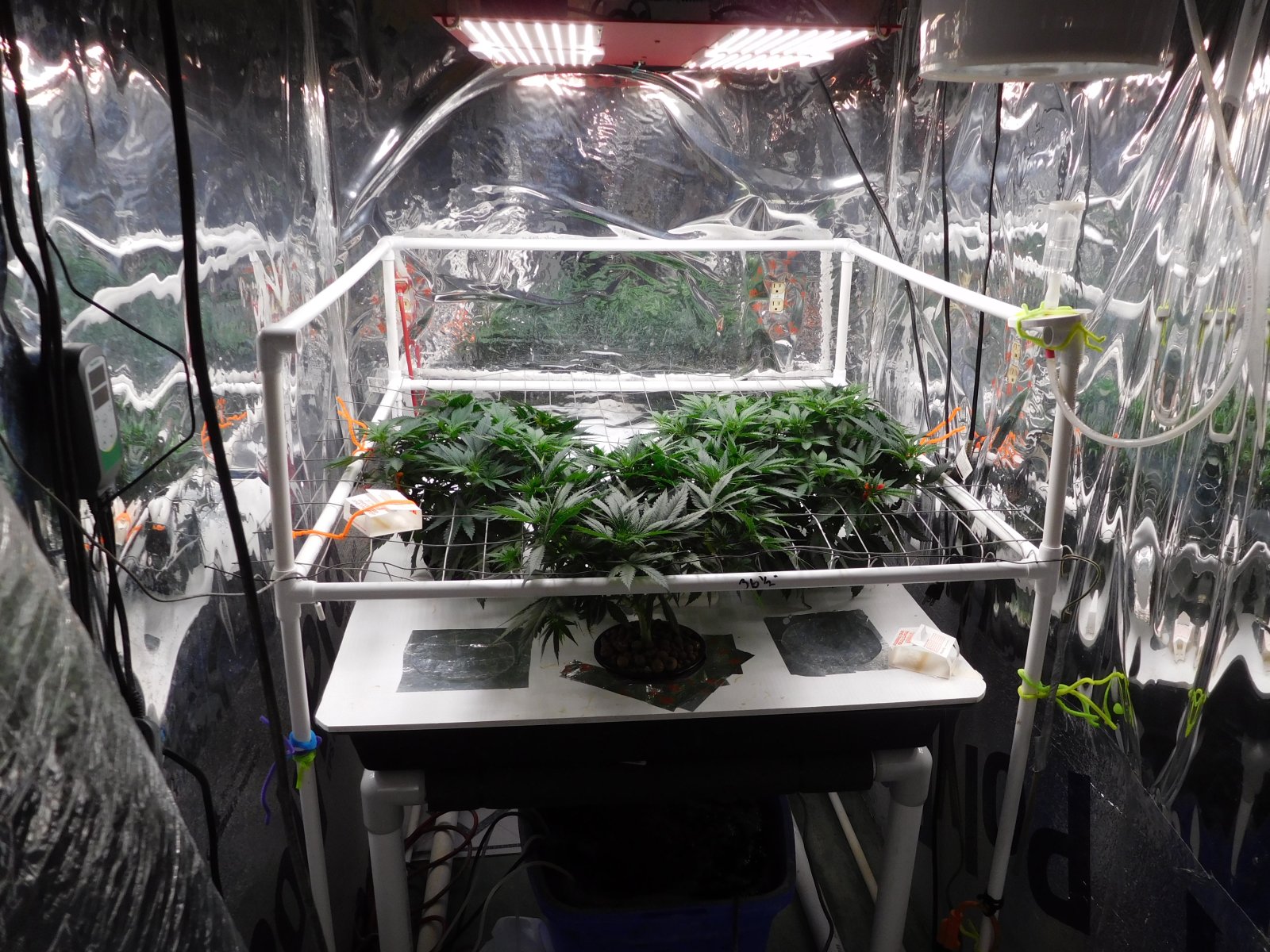 AG Day 42 veg (1).JPG