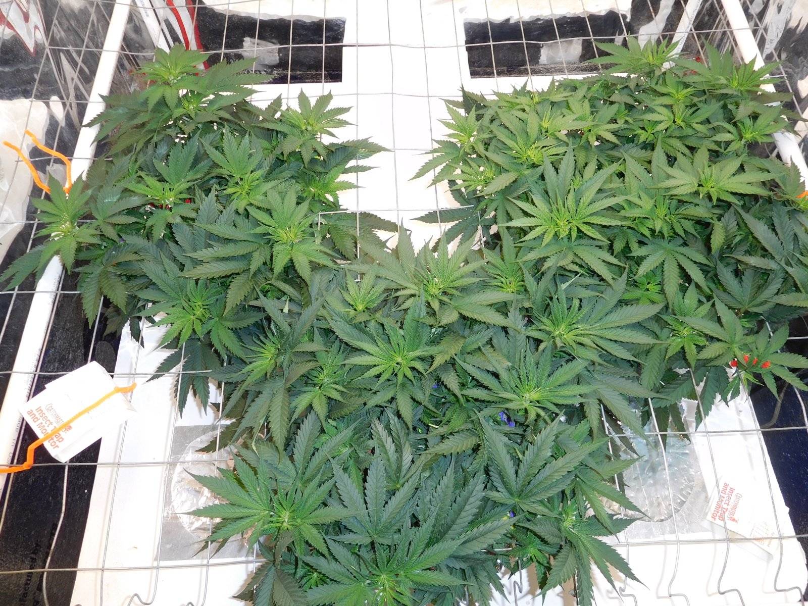 AG Day 42 veg (3).JPG