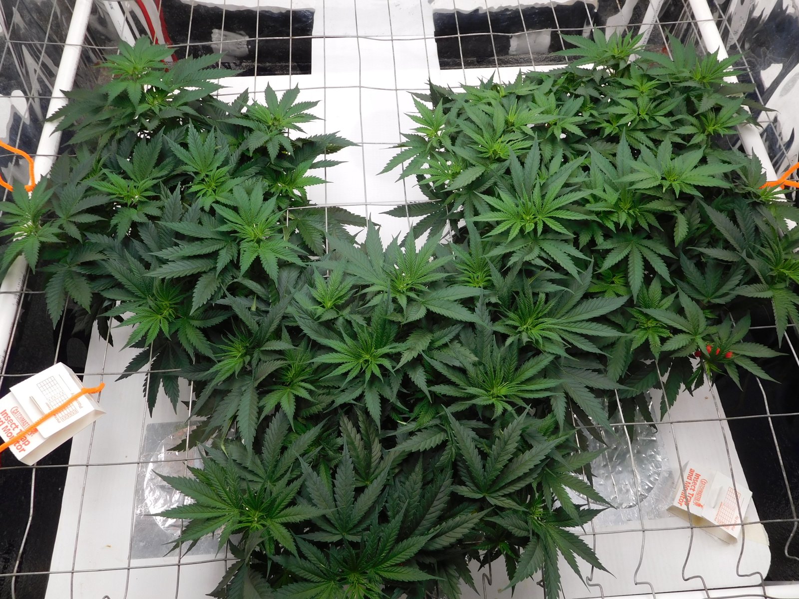 AG Day 42 veg (4).JPG