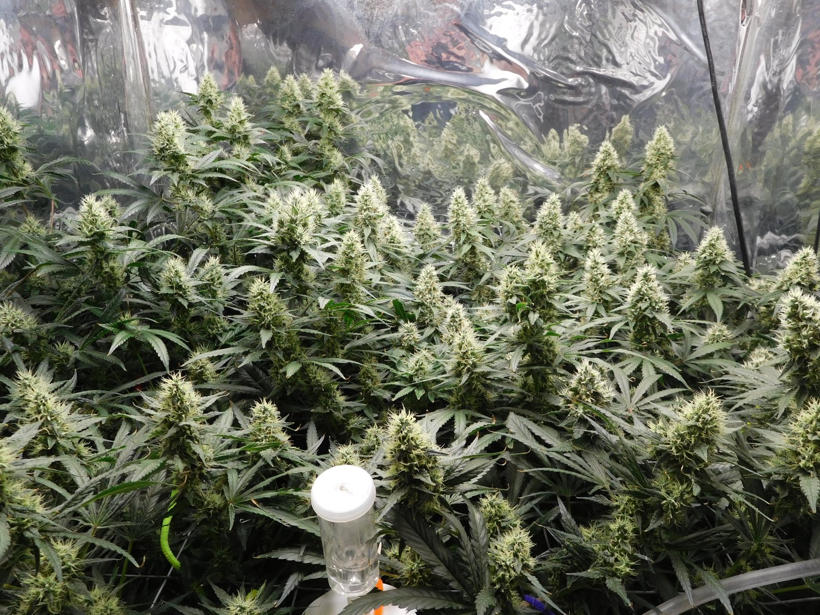 AG Day 43 Flower (2).JPG