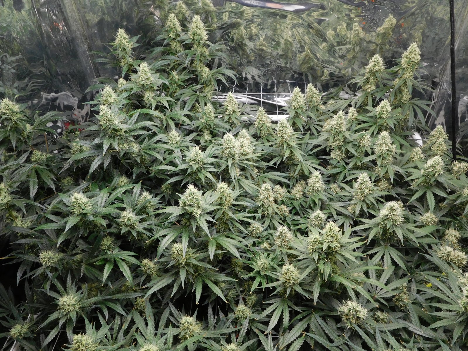 AG Day 43 Flower (3).JPG