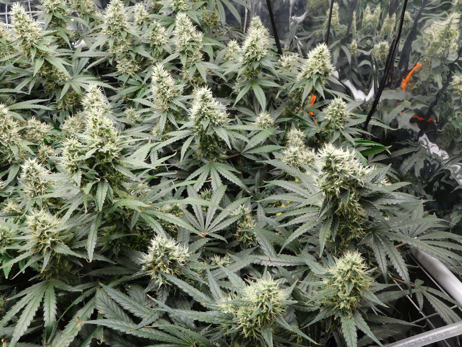 AG Day 43 Flower (4).JPG