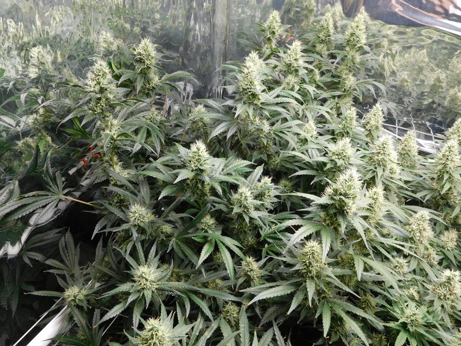 AG Day 43 Flower (5).JPG