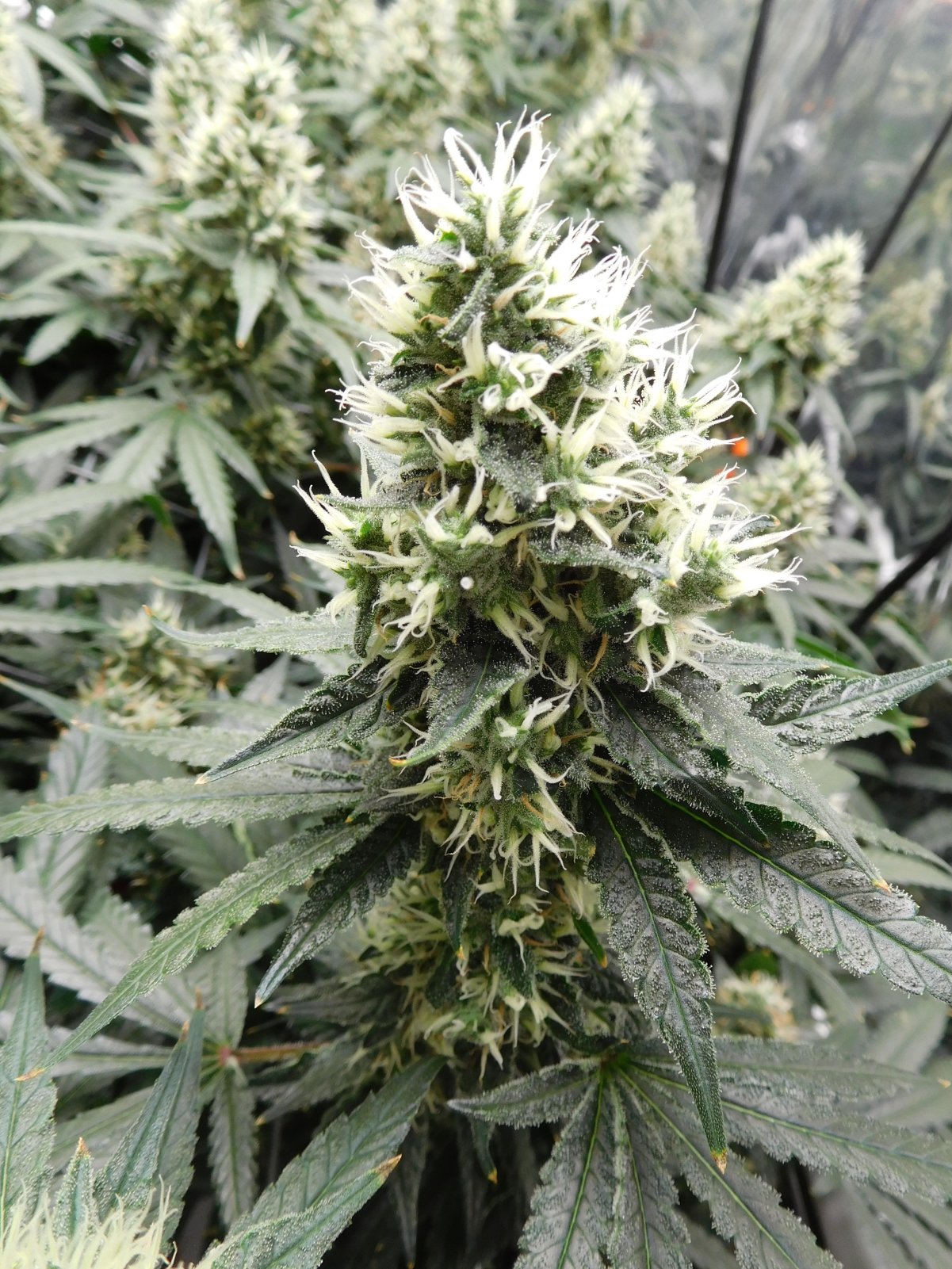 AG Day 43 Flower (6).JPG