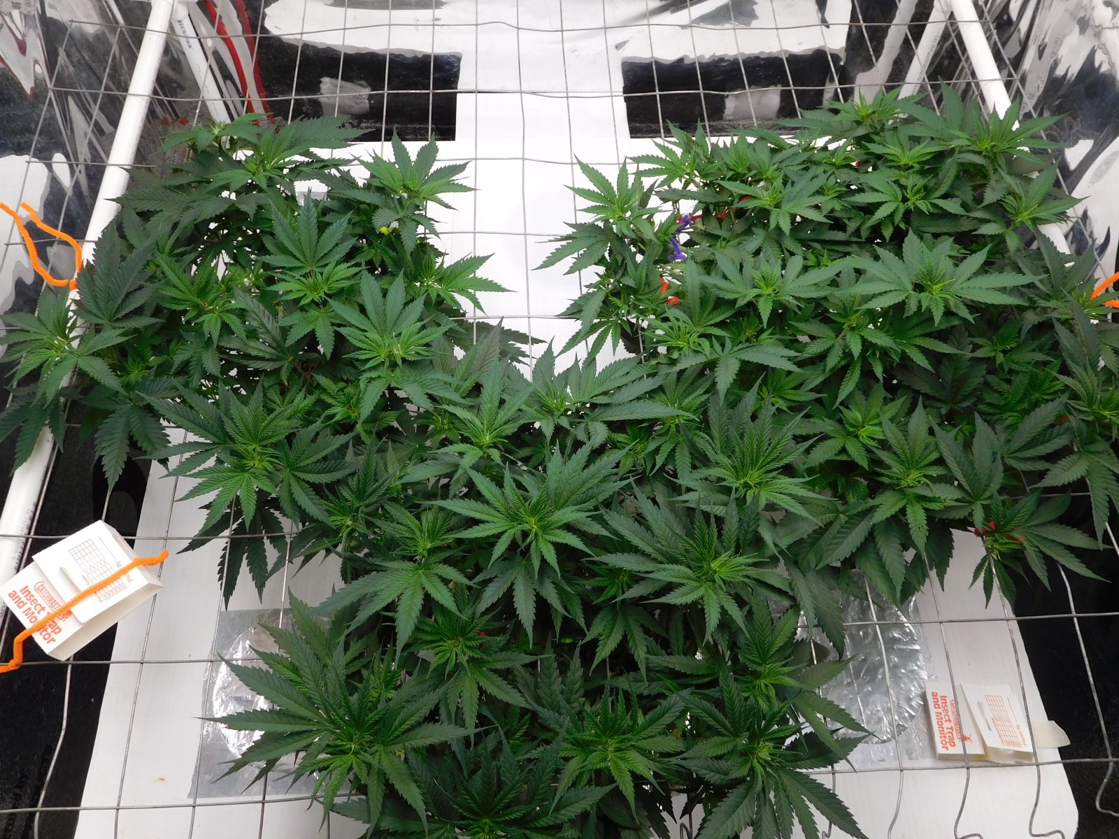 AG Day 43 veg (3).JPG