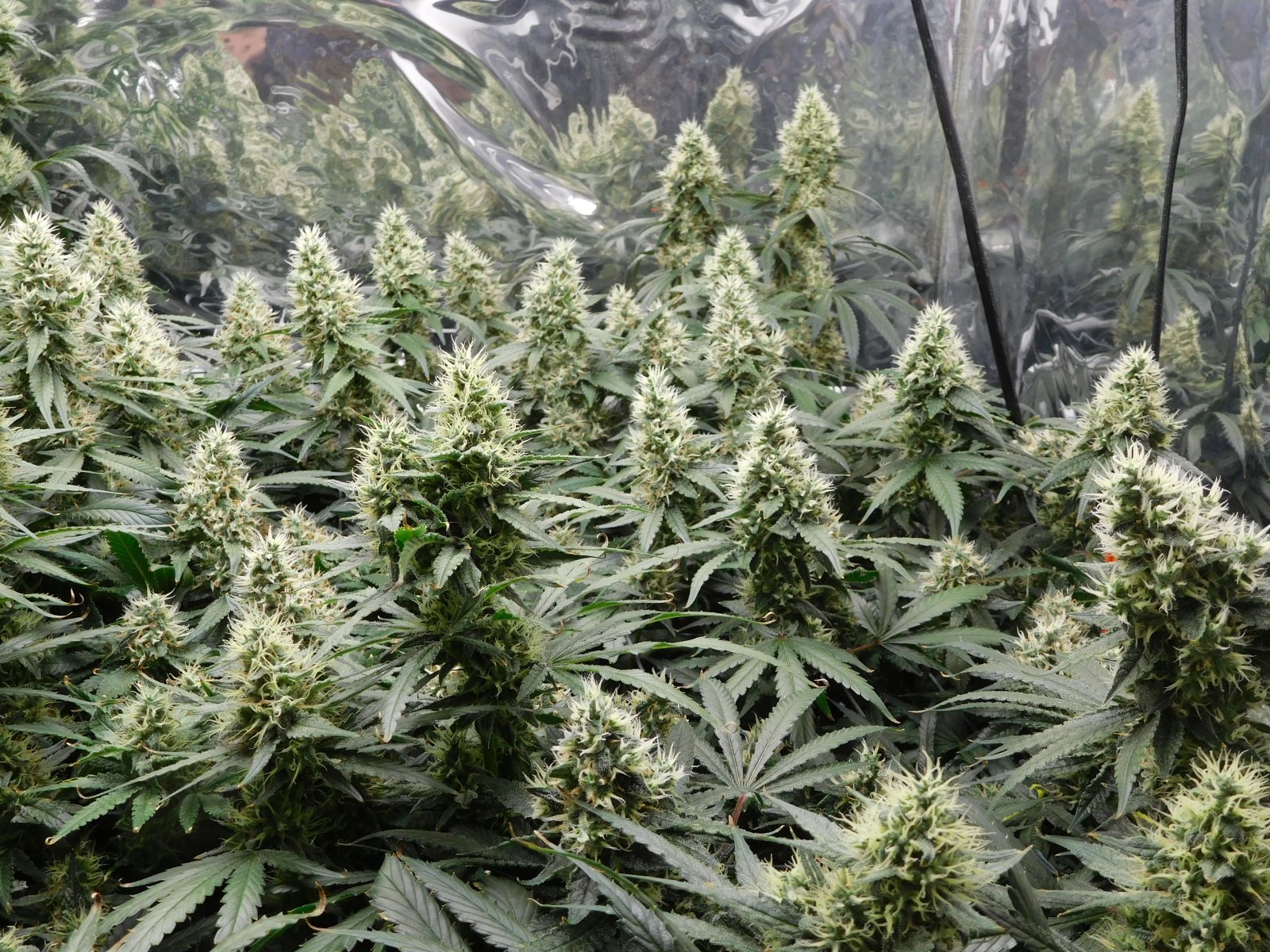 AG Day 44 Flower (3).JPG