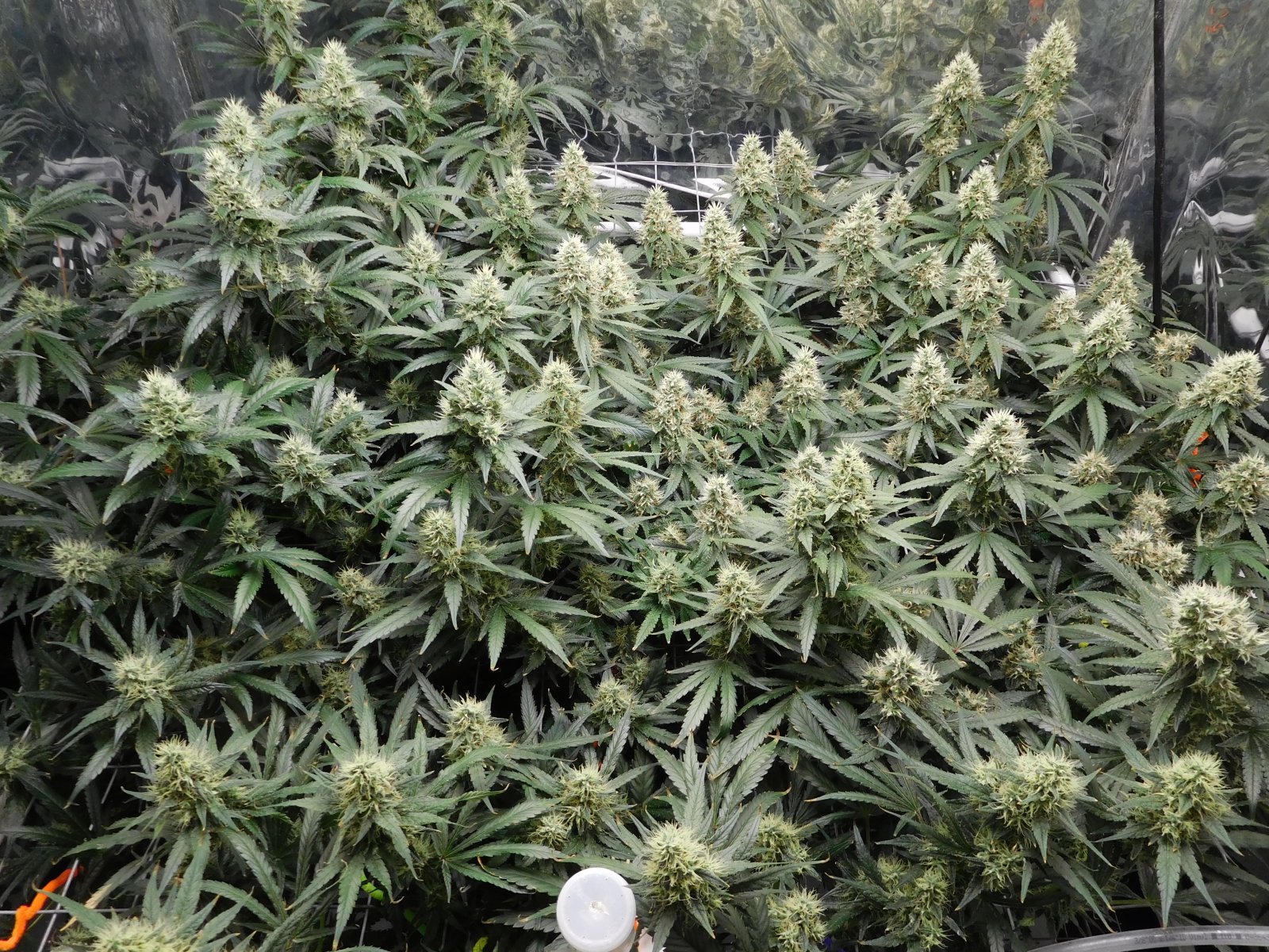 AG Day 45 Flower (3).JPG