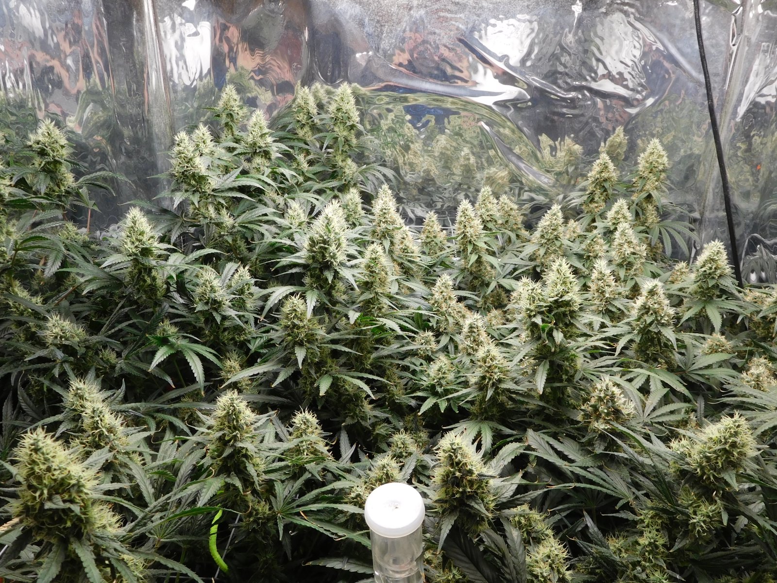 AG Day 48 Flower (2).JPG