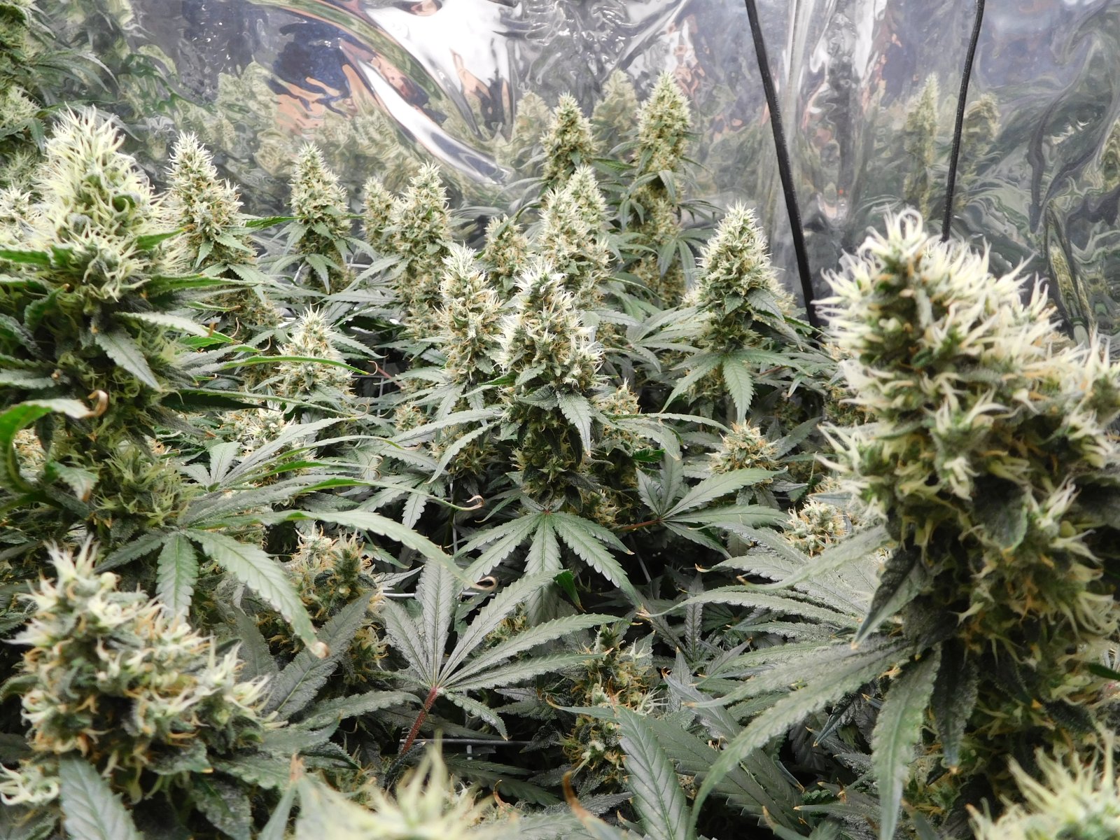 AG Day 48 Flower (3).JPG