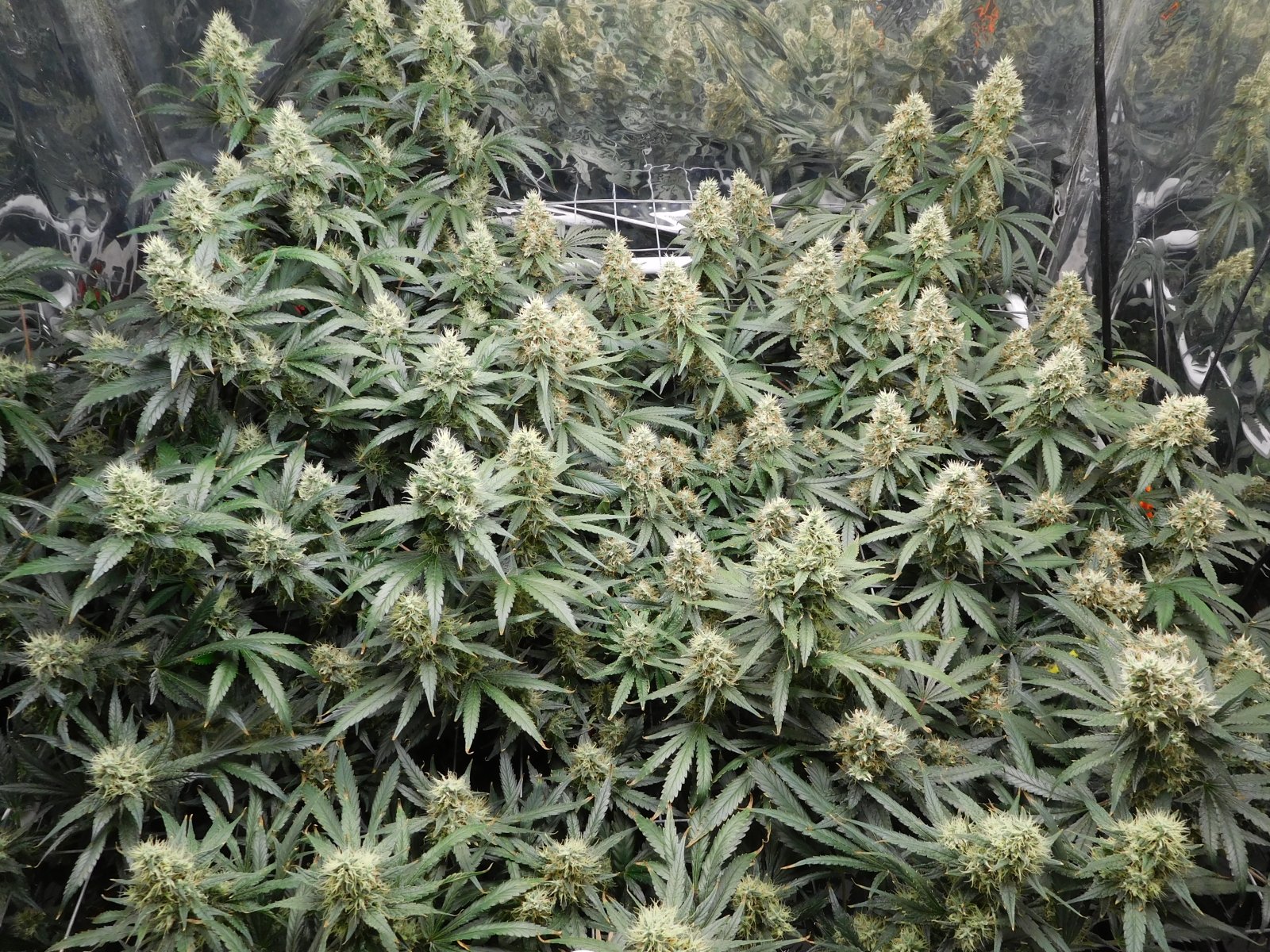 AG Day 49 Flower (3).JPG