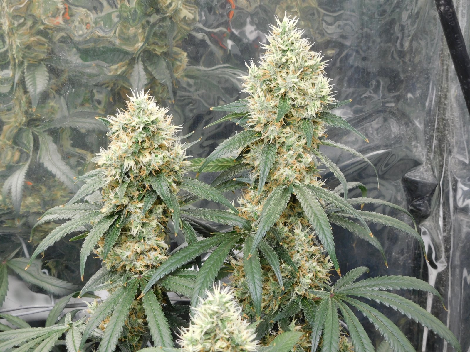 AG Day 49 Flower (4).JPG