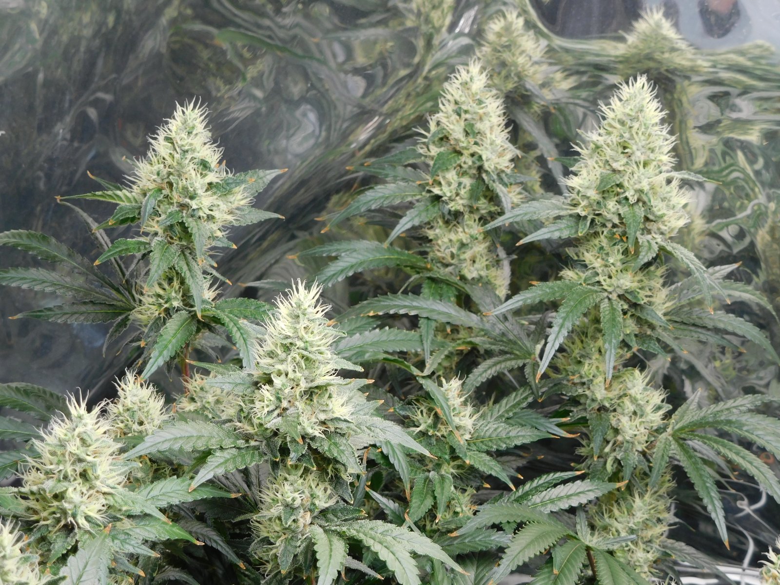 AG Day 49 Flower (5).JPG