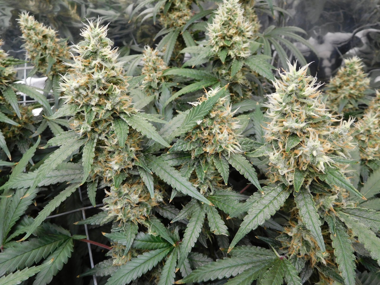 AG Day 50 Flower (4).JPG