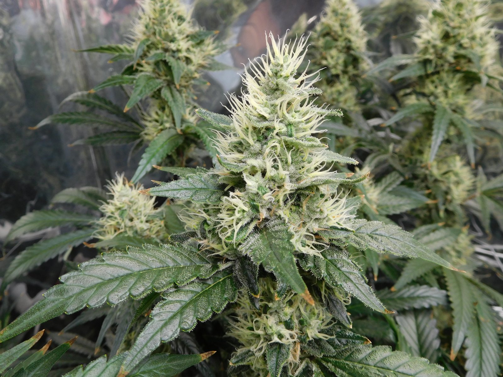 AG Day 50 Flower (5).JPG