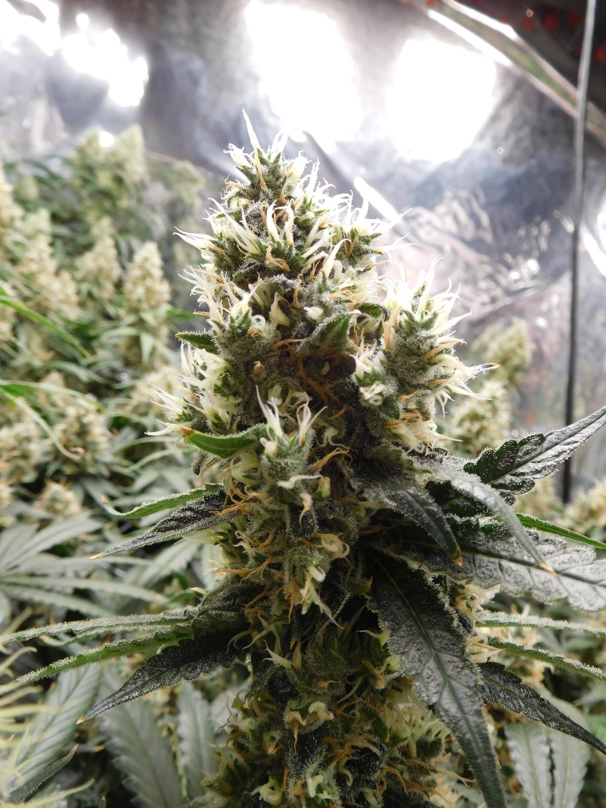 AG Day 51 Flower (6).JPG