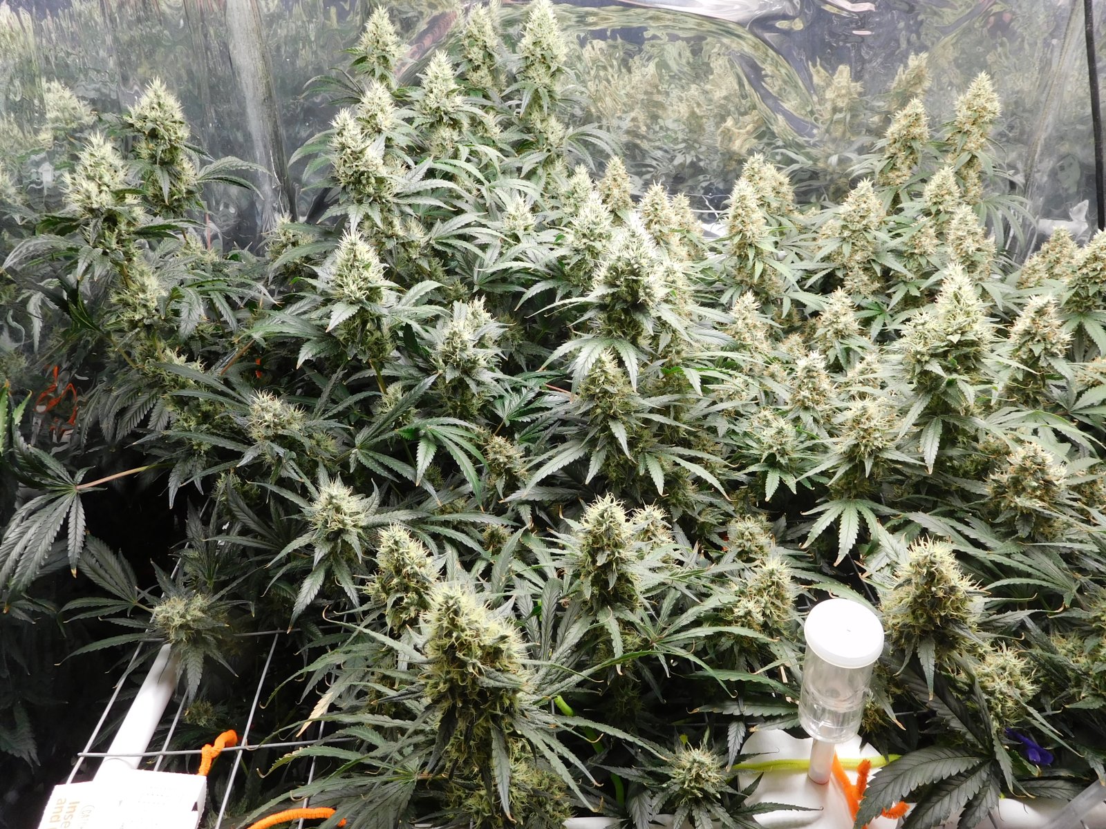 AG Day 52 Flower (3).JPG