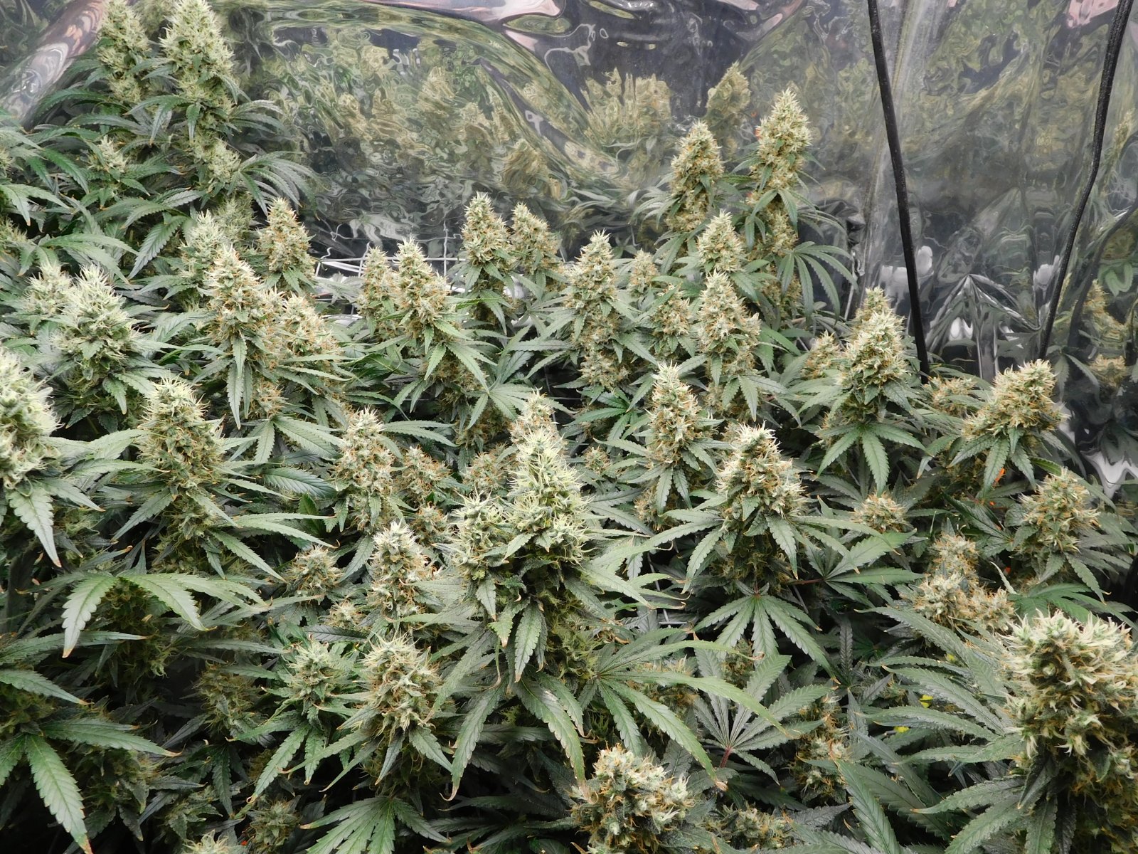 AG Day 52 Flower (4).JPG