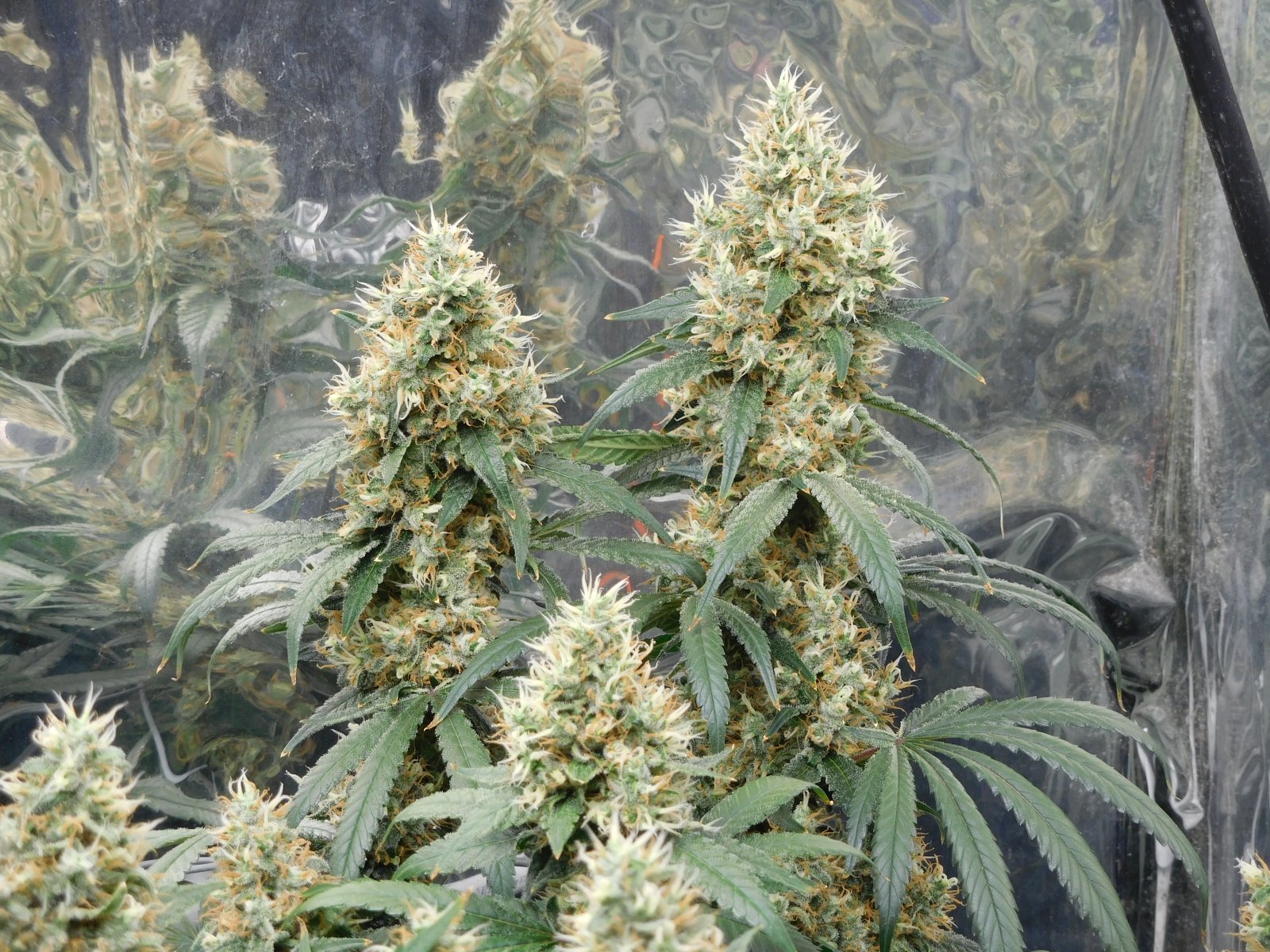 AG Day 52 Flower (5).JPG