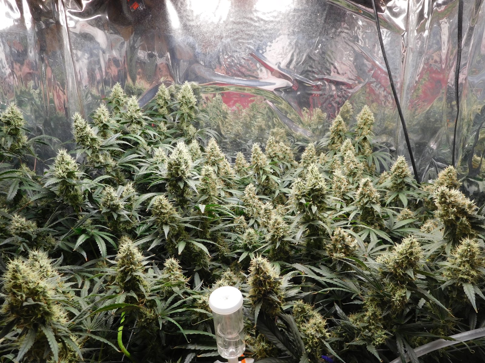 AG Day 53 Flower (2).JPG