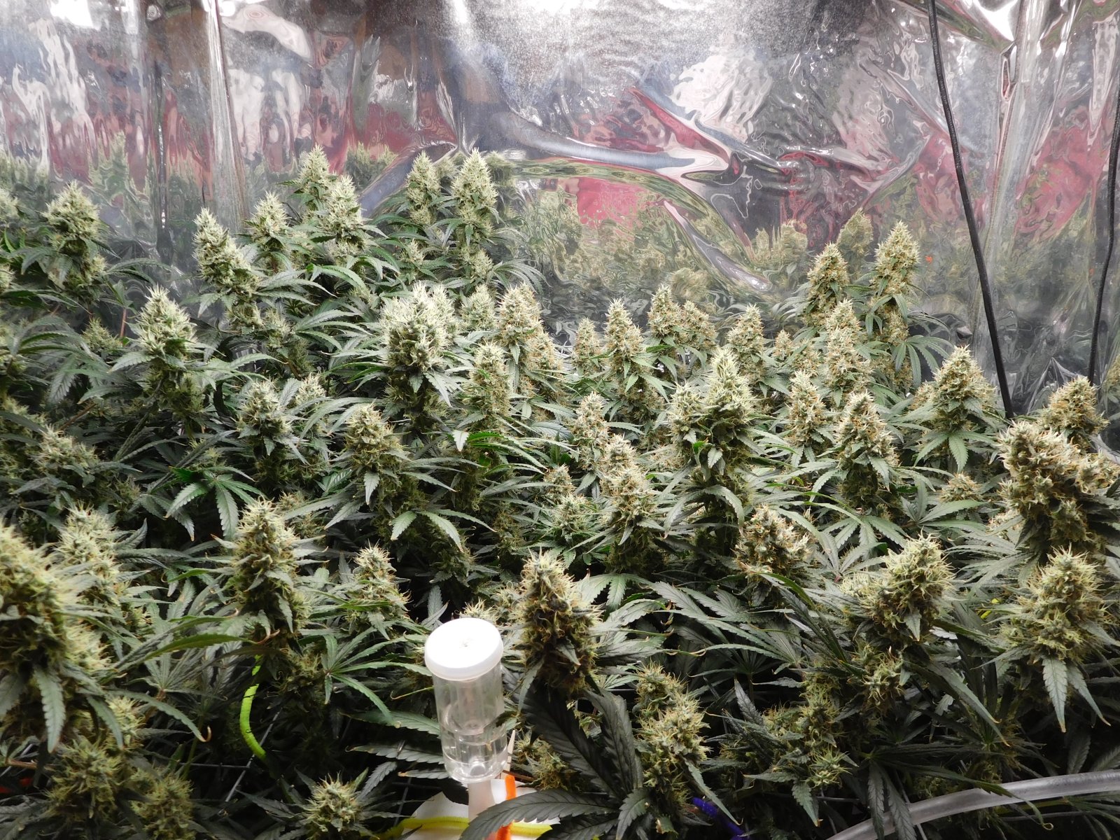 AG Day 54 Flower (2).JPG