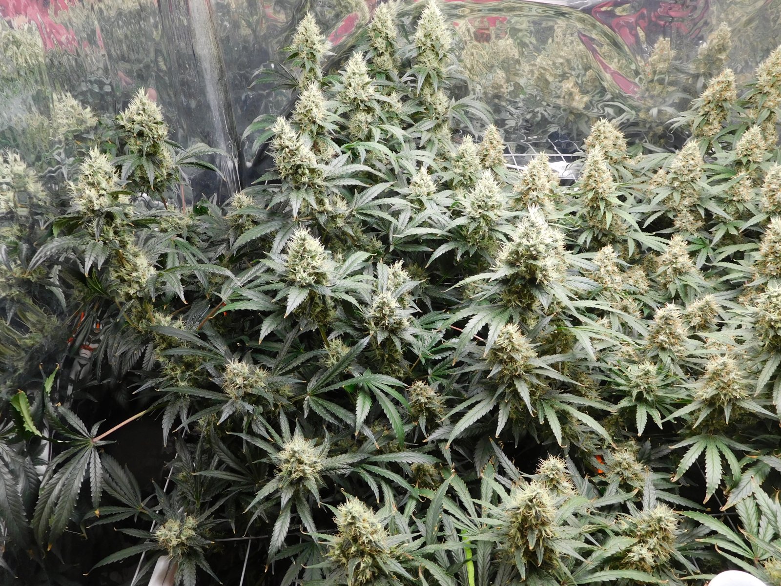 AG Day 54 Flower (4).JPG