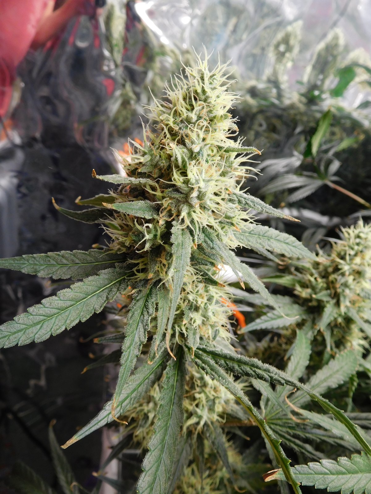 AG Day 54 Flower (5).JPG