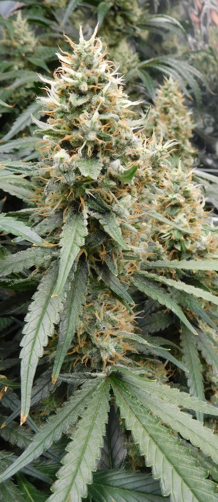 AG Day 54 Flower (6)2.jpg