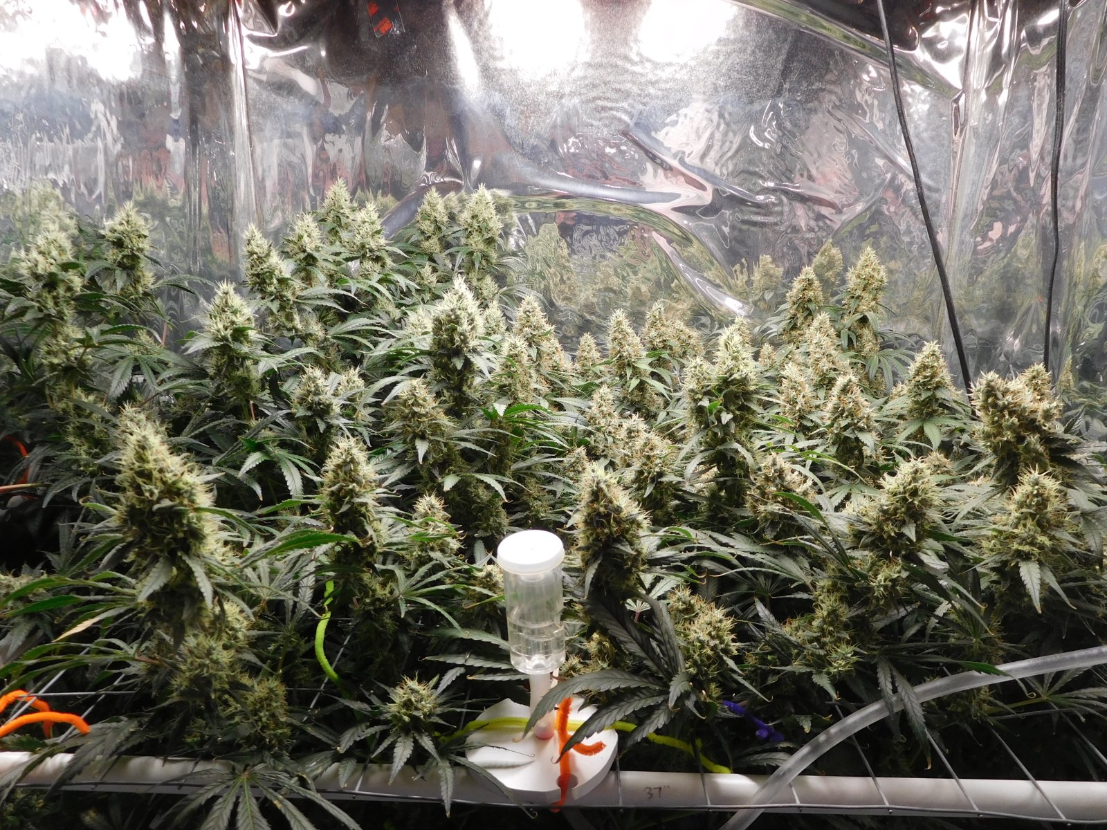 AG Day 55 Flower (2).JPG