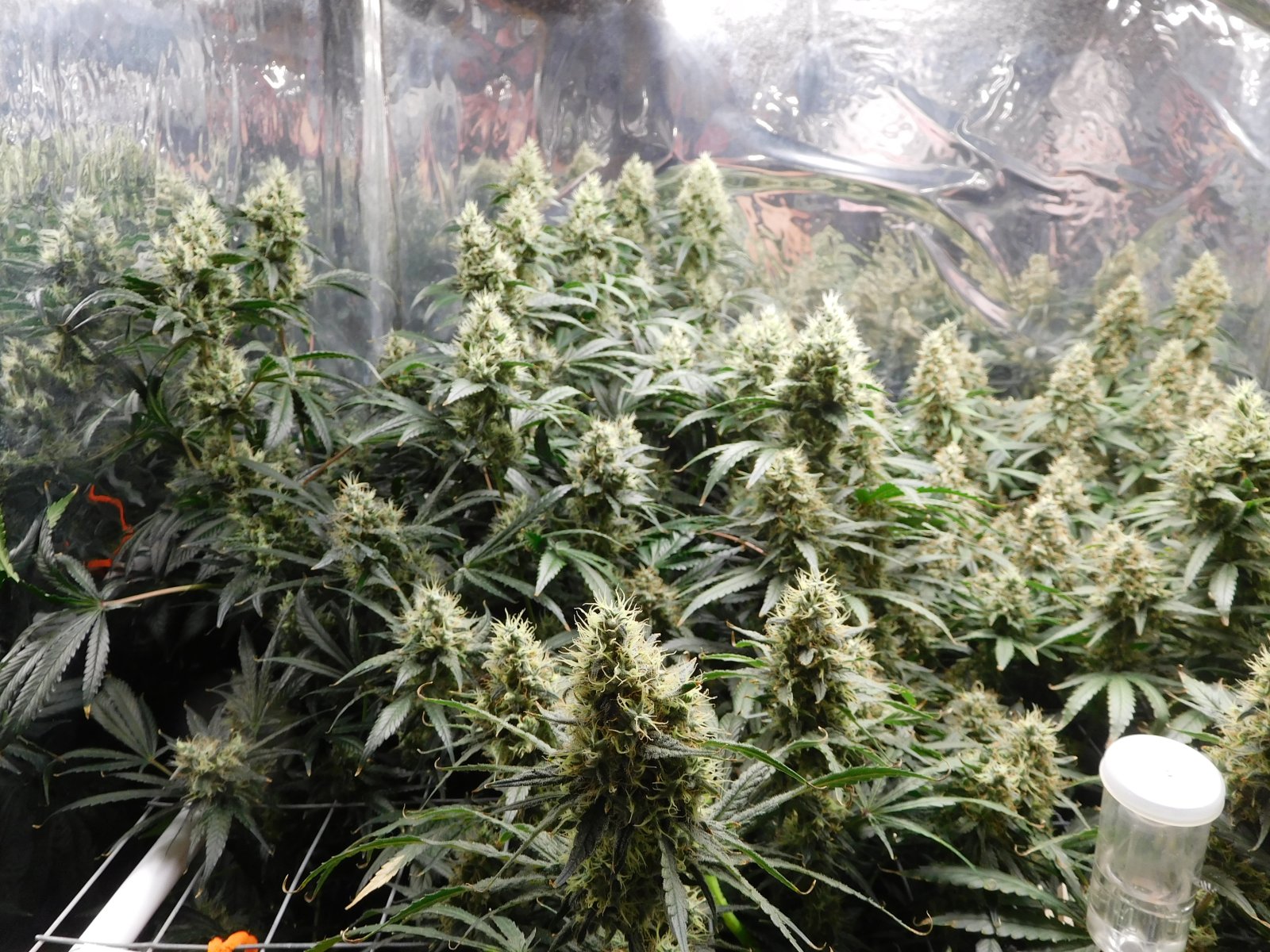 AG Day 55 Flower (3).JPG