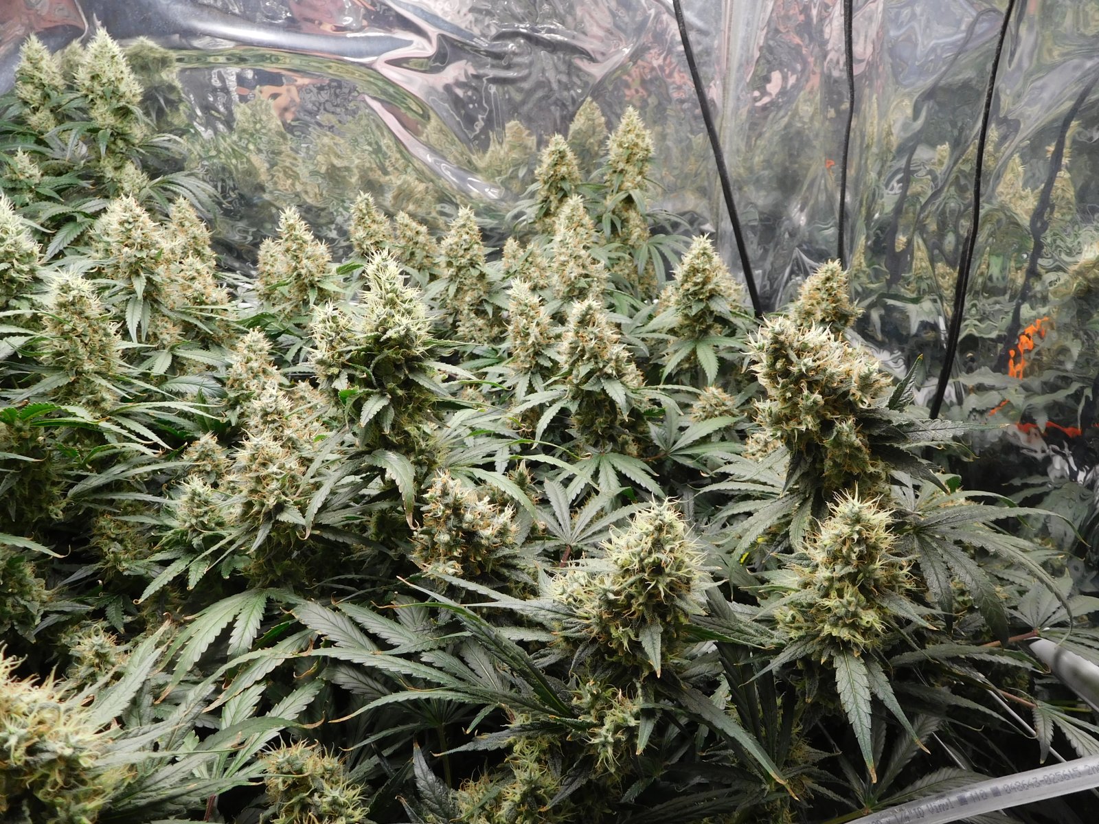 AG Day 55 Flower (4).JPG