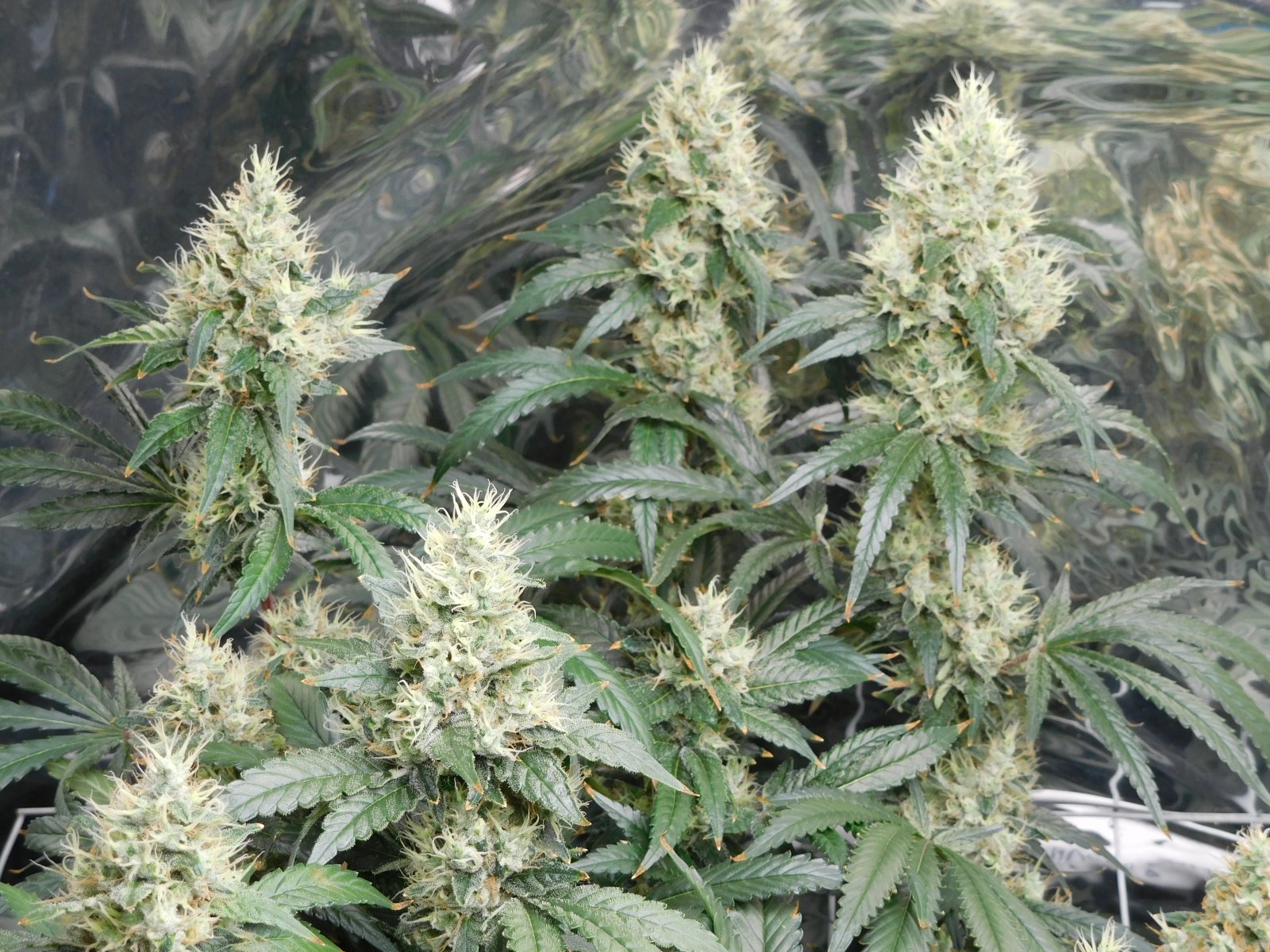 AG Day 55 Flower (5).JPG