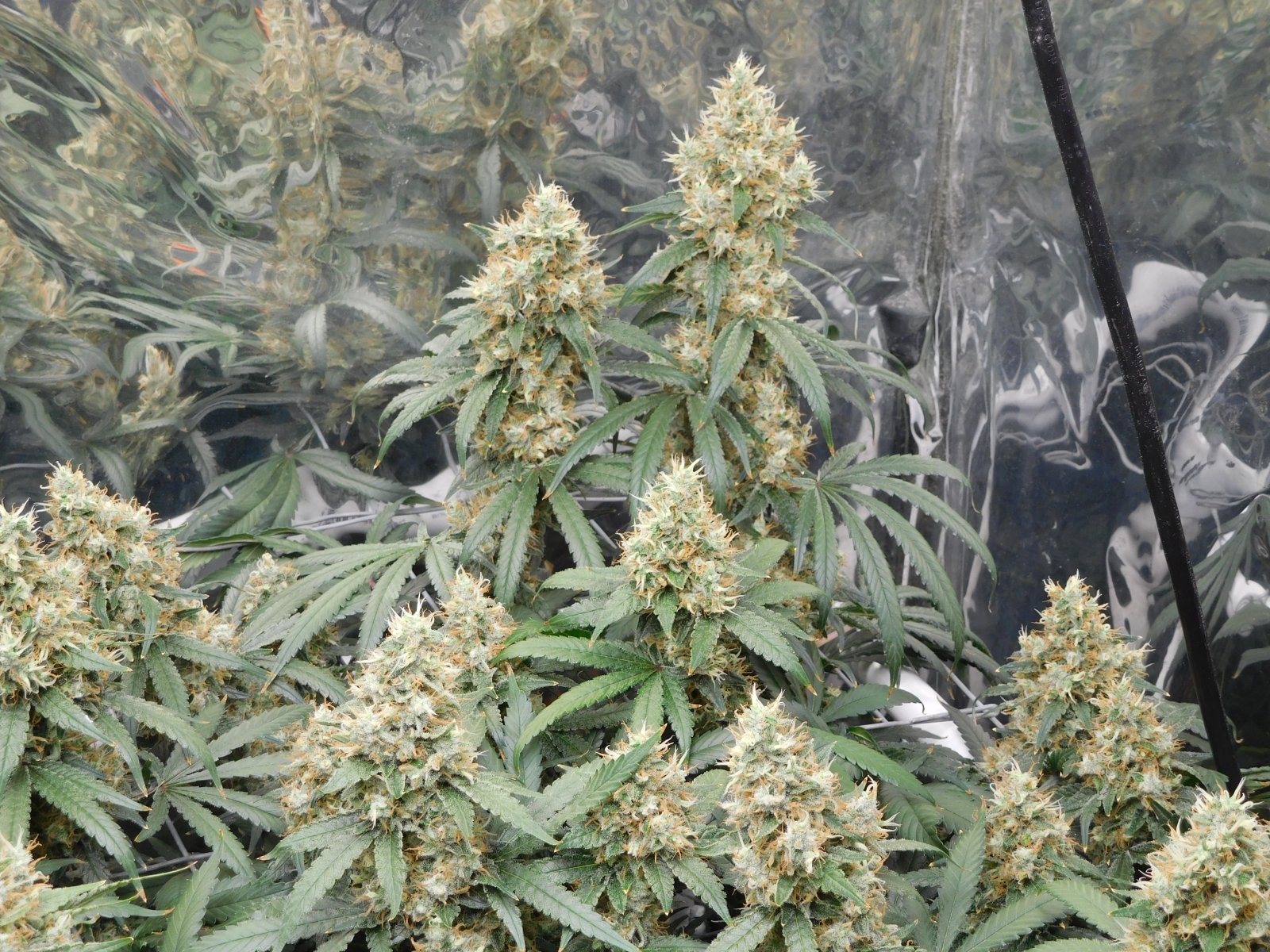 AG Day 55 Flower (6).JPG