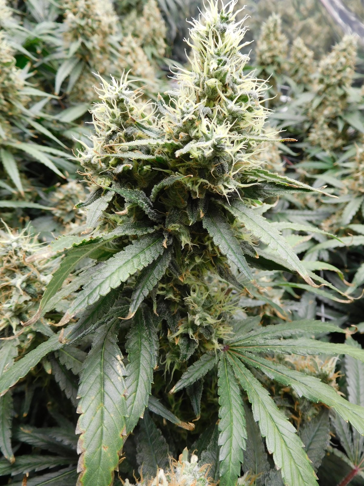 AG Day 55 Flower (8).JPG