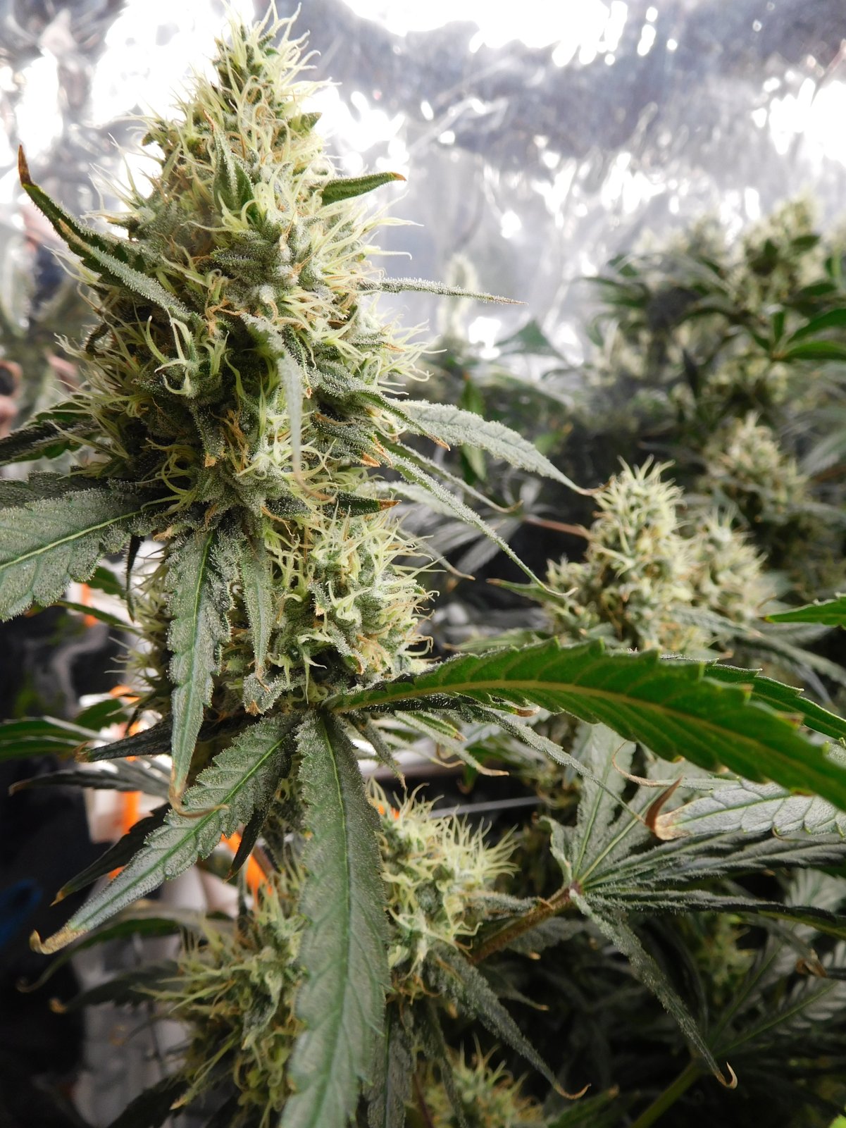 AG Day 55 Flower (9).JPG