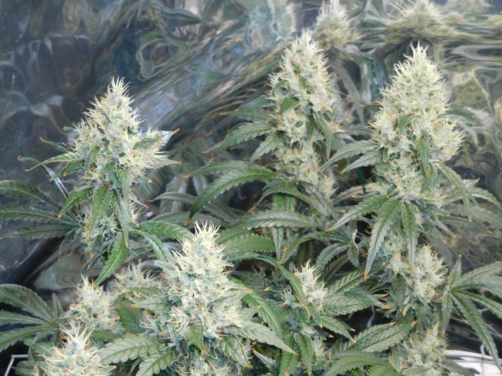 AG Day 56 Flower (5).JPG